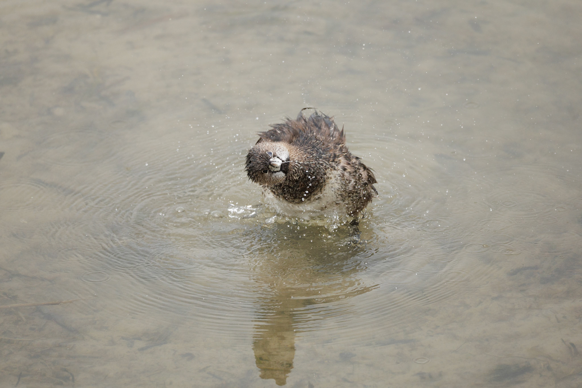 Pied-billed Grebe