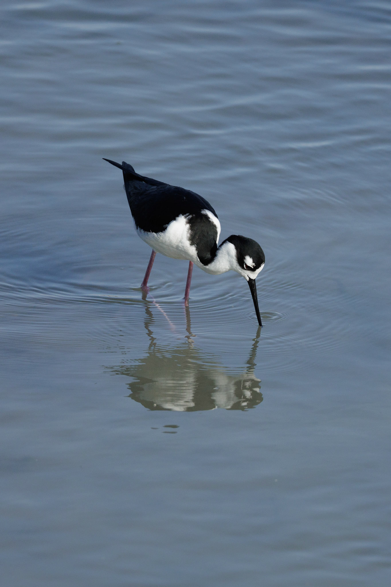 Black-necked Stilt