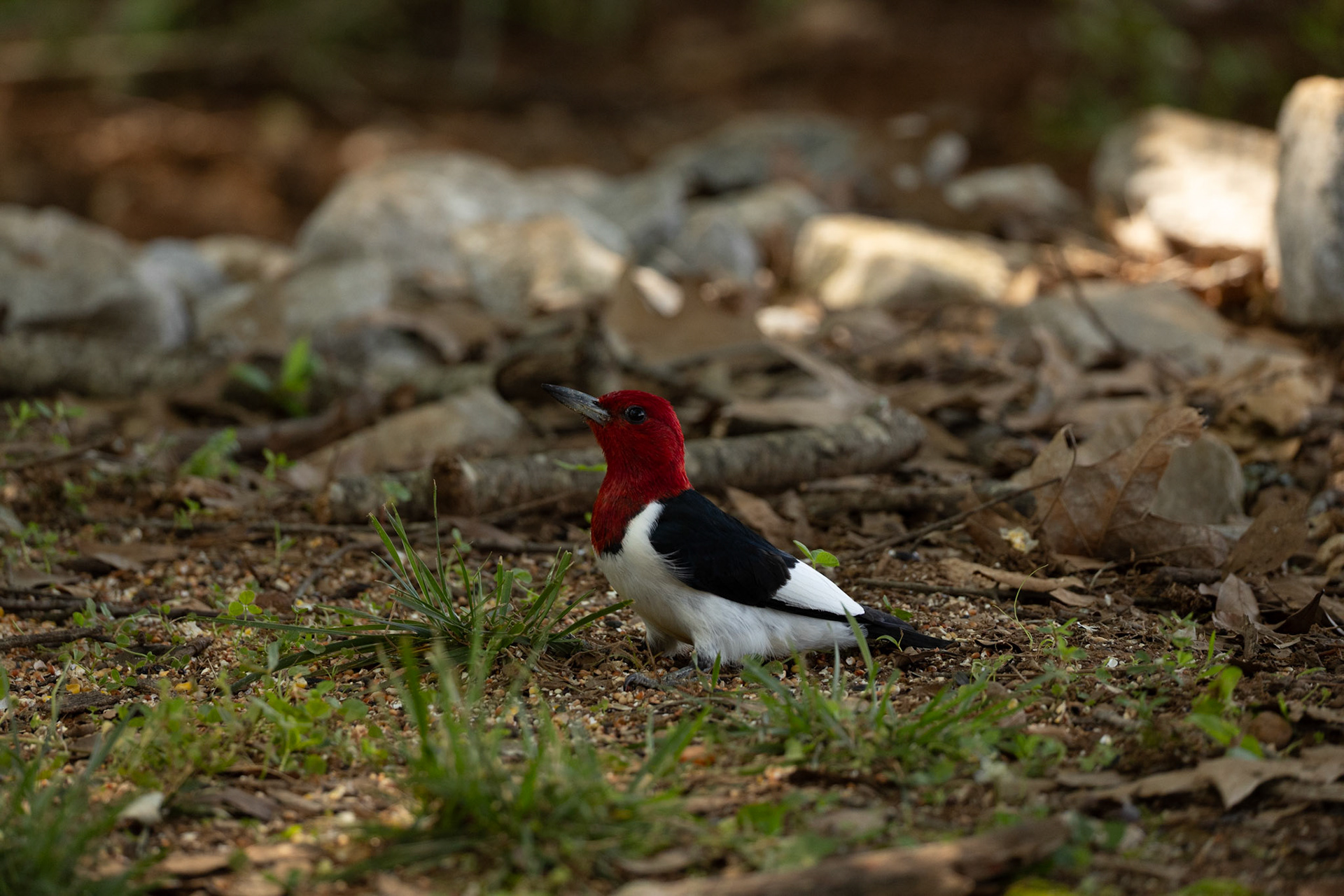 Red headed Woodpecker
