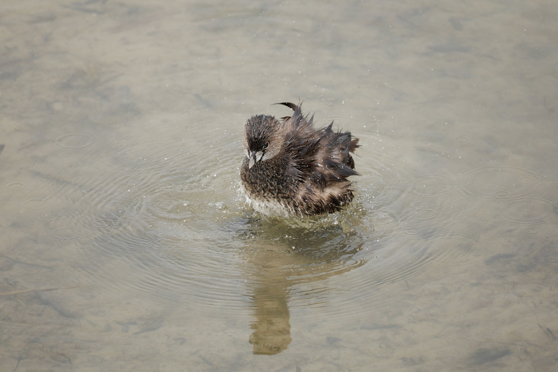 Pied-billed Grebe
