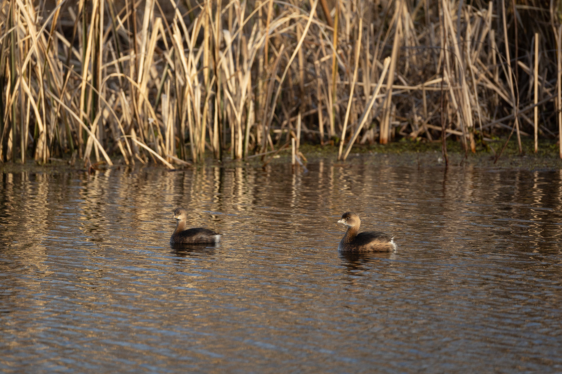 Pied-billed Grebe