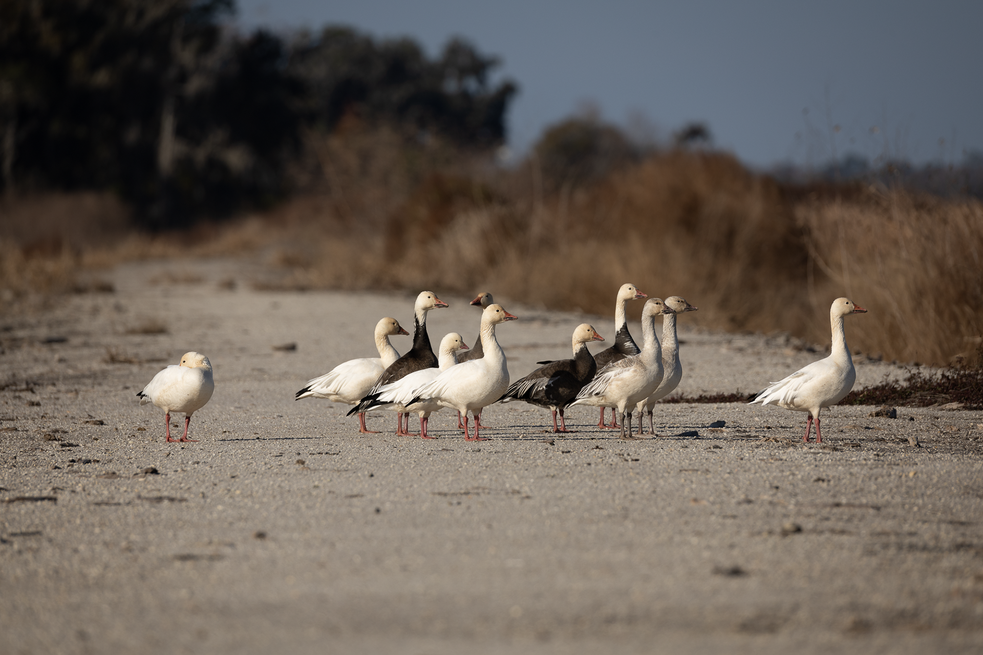 Snow Geese and Ross's Geese