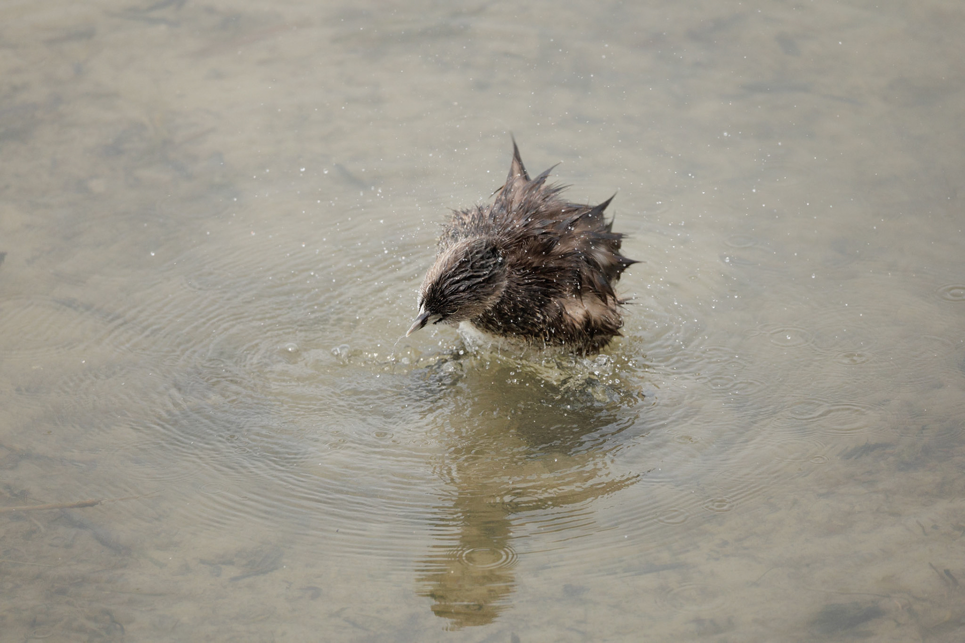 Pied-billed Grebe