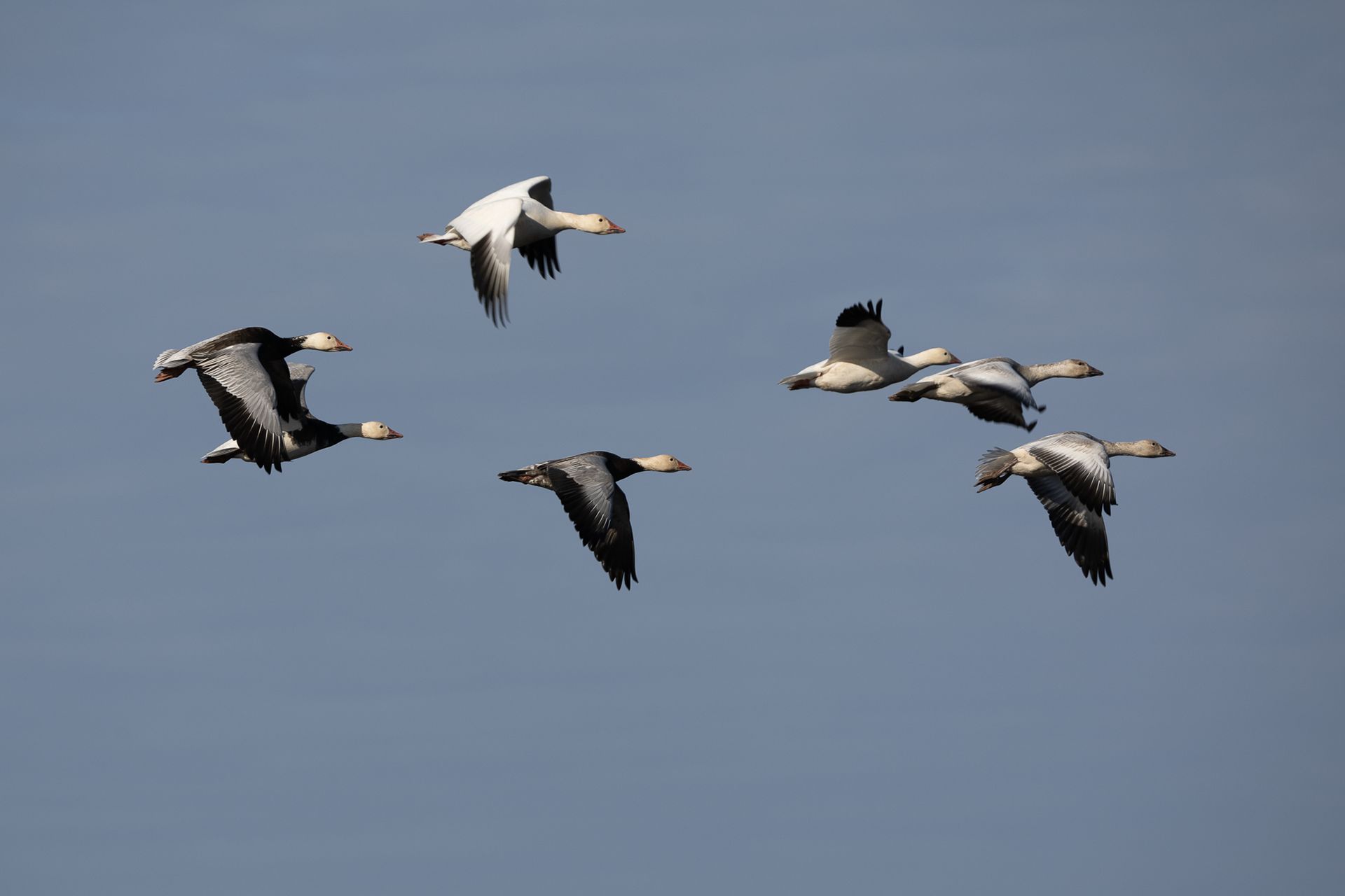 Snow Geese and Ross's Geese