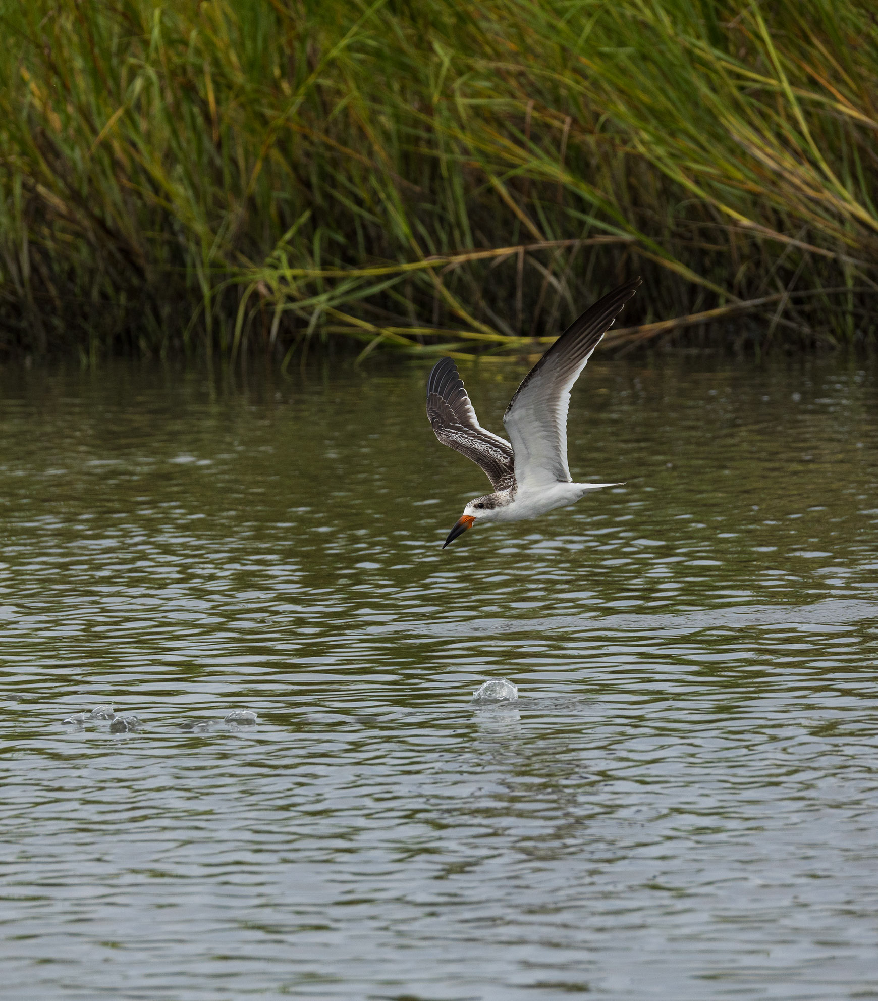 Black Skimmer