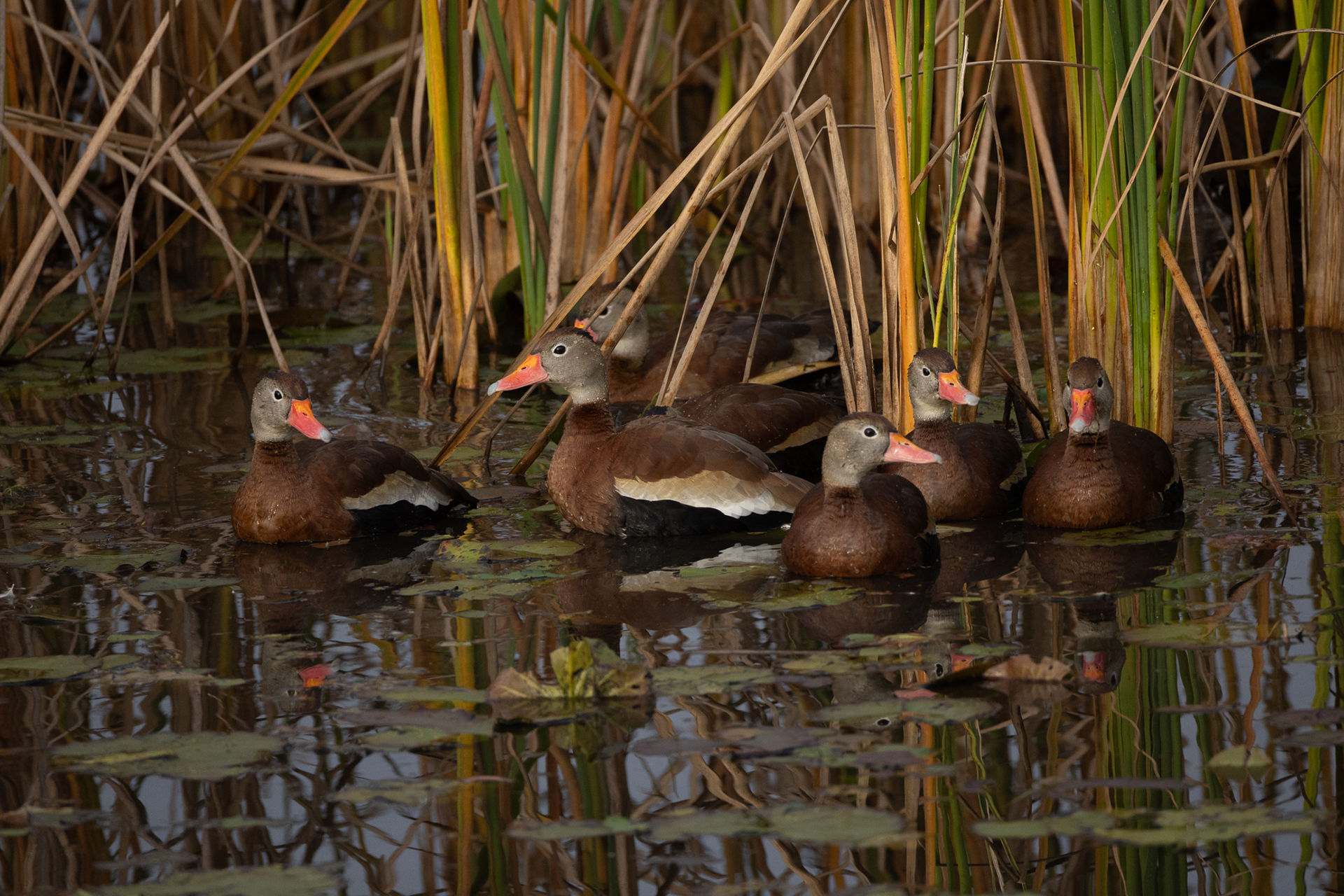 Black-bellied Whistling Duck