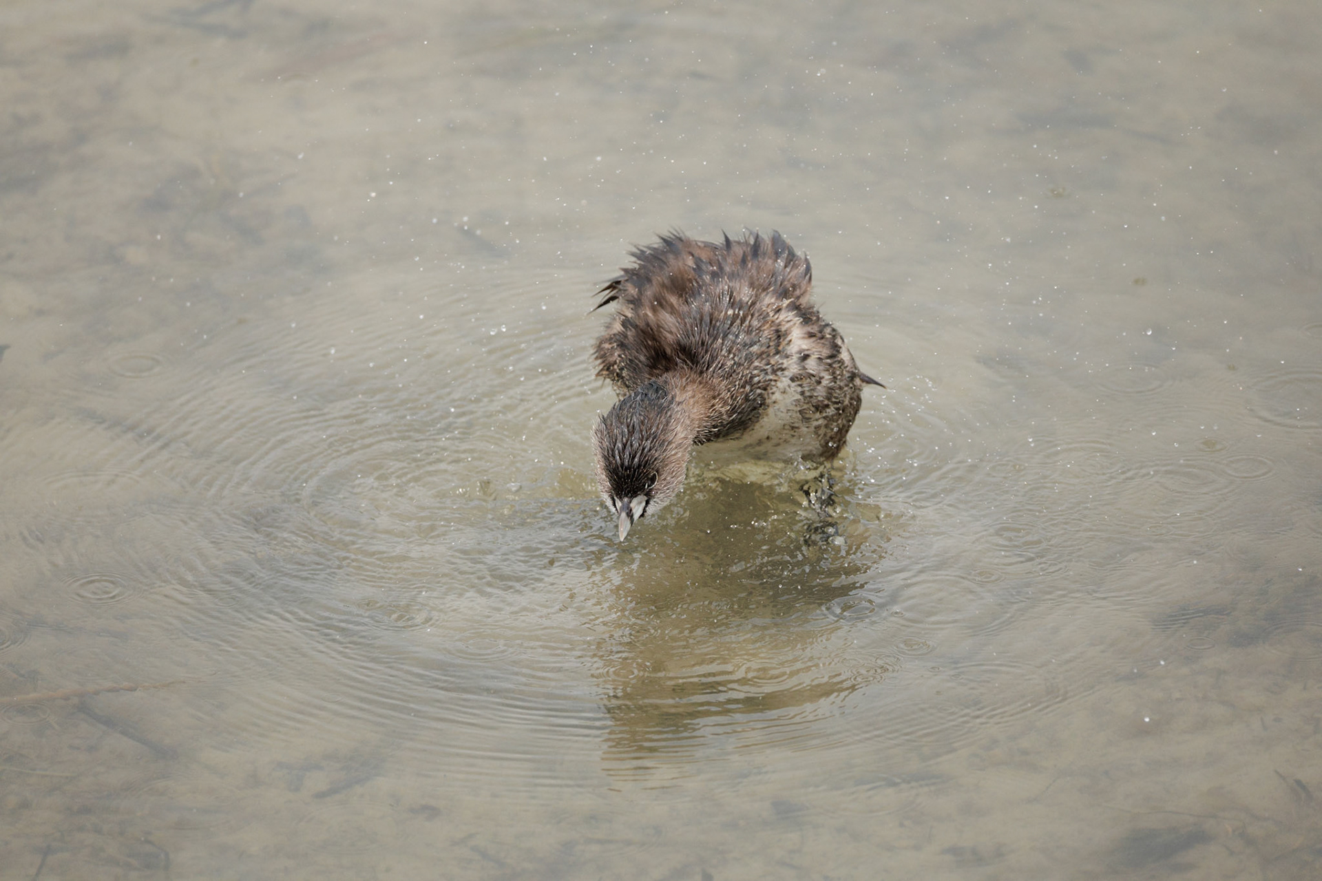 Pied-billed Grebe