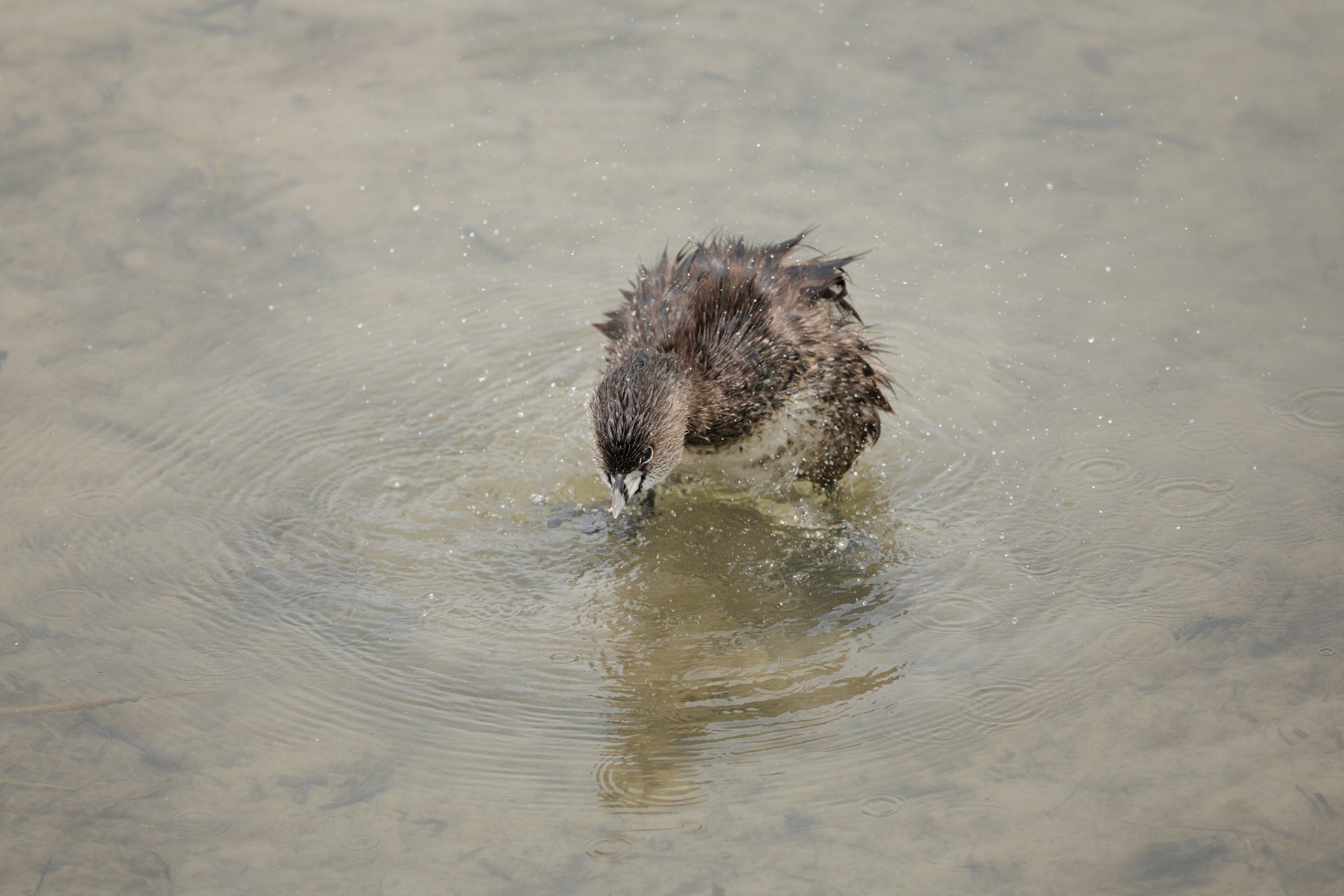 Pied-billed Grebe