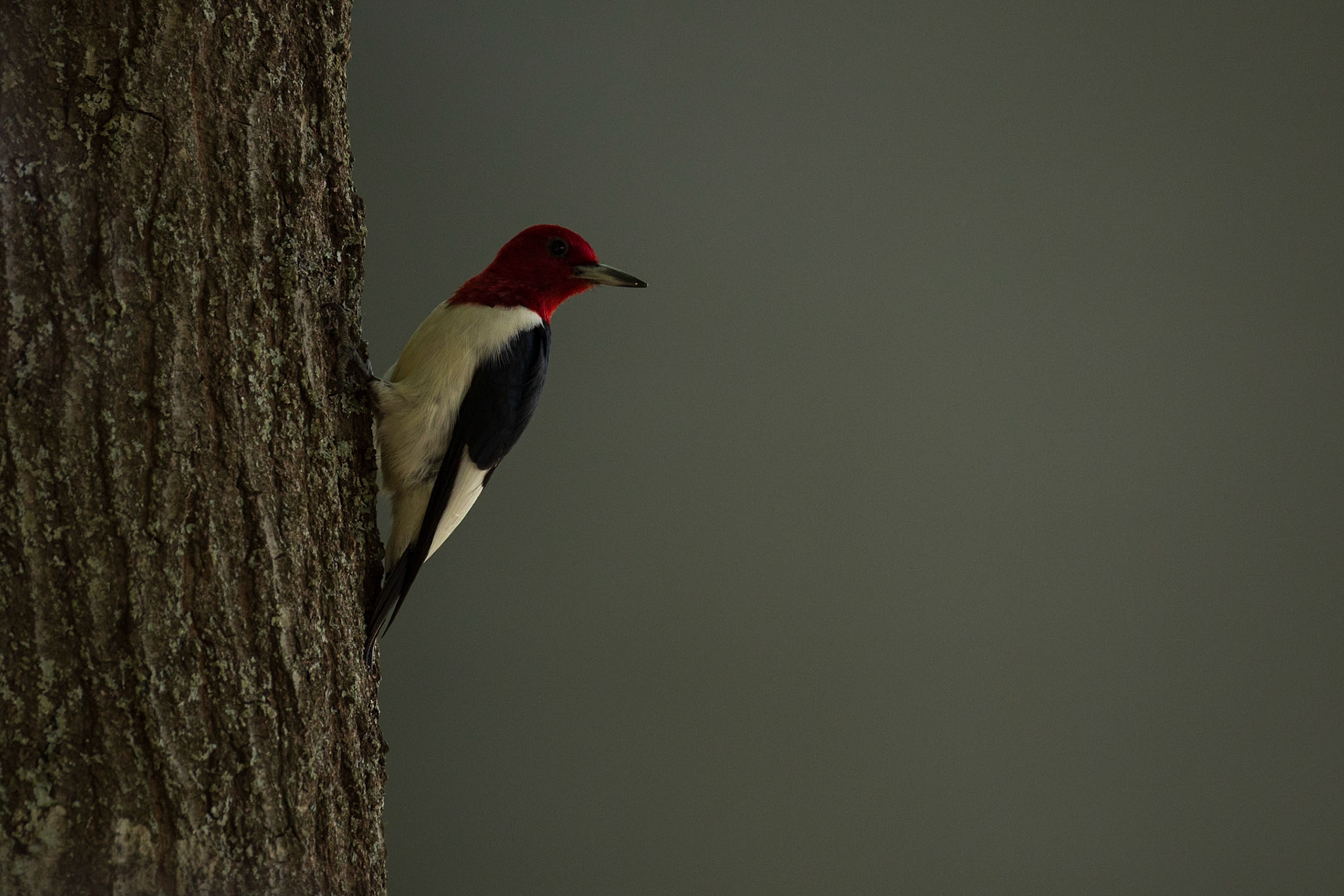 Red headed Woodpecker