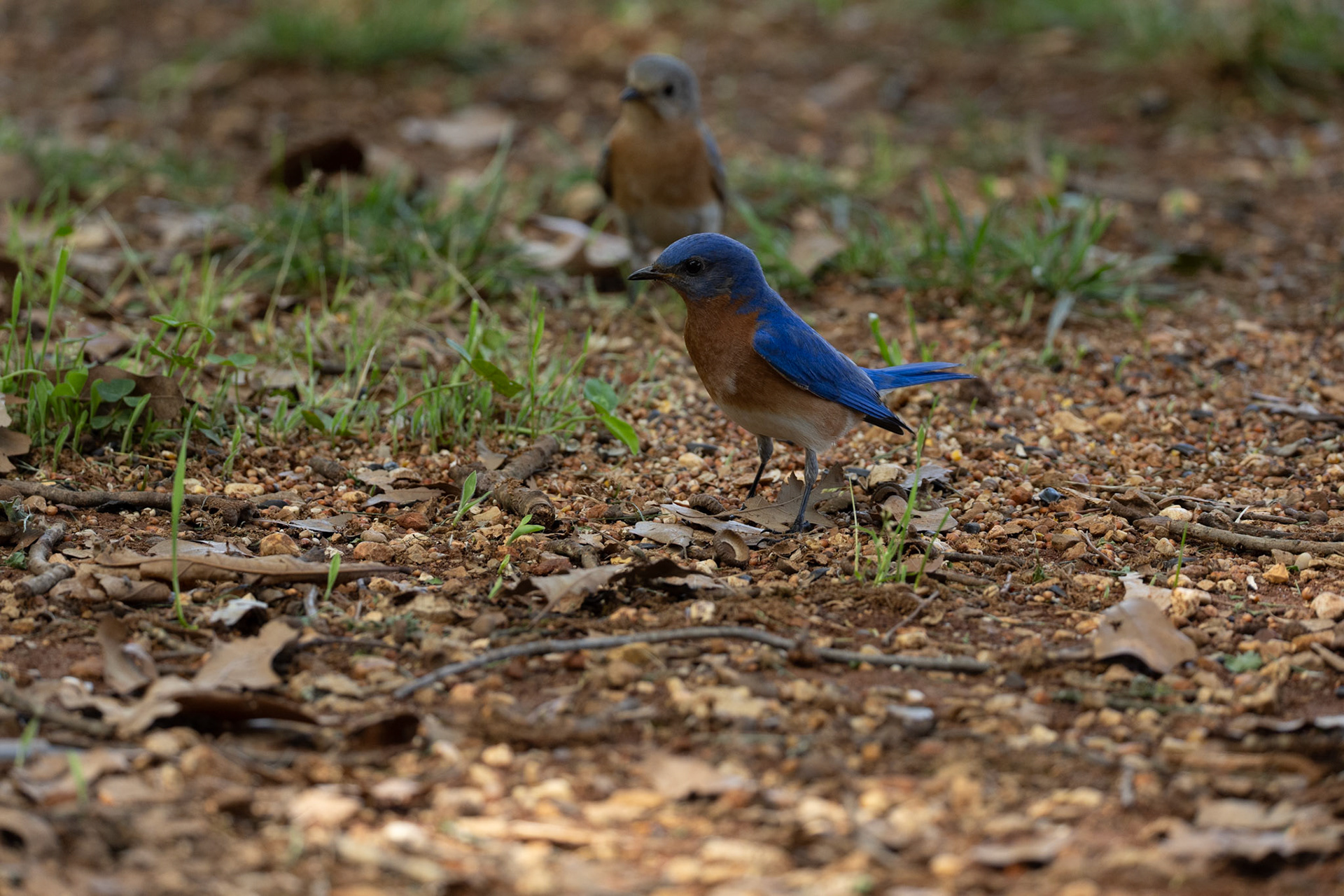 Female and Male Eastern Bluebirds