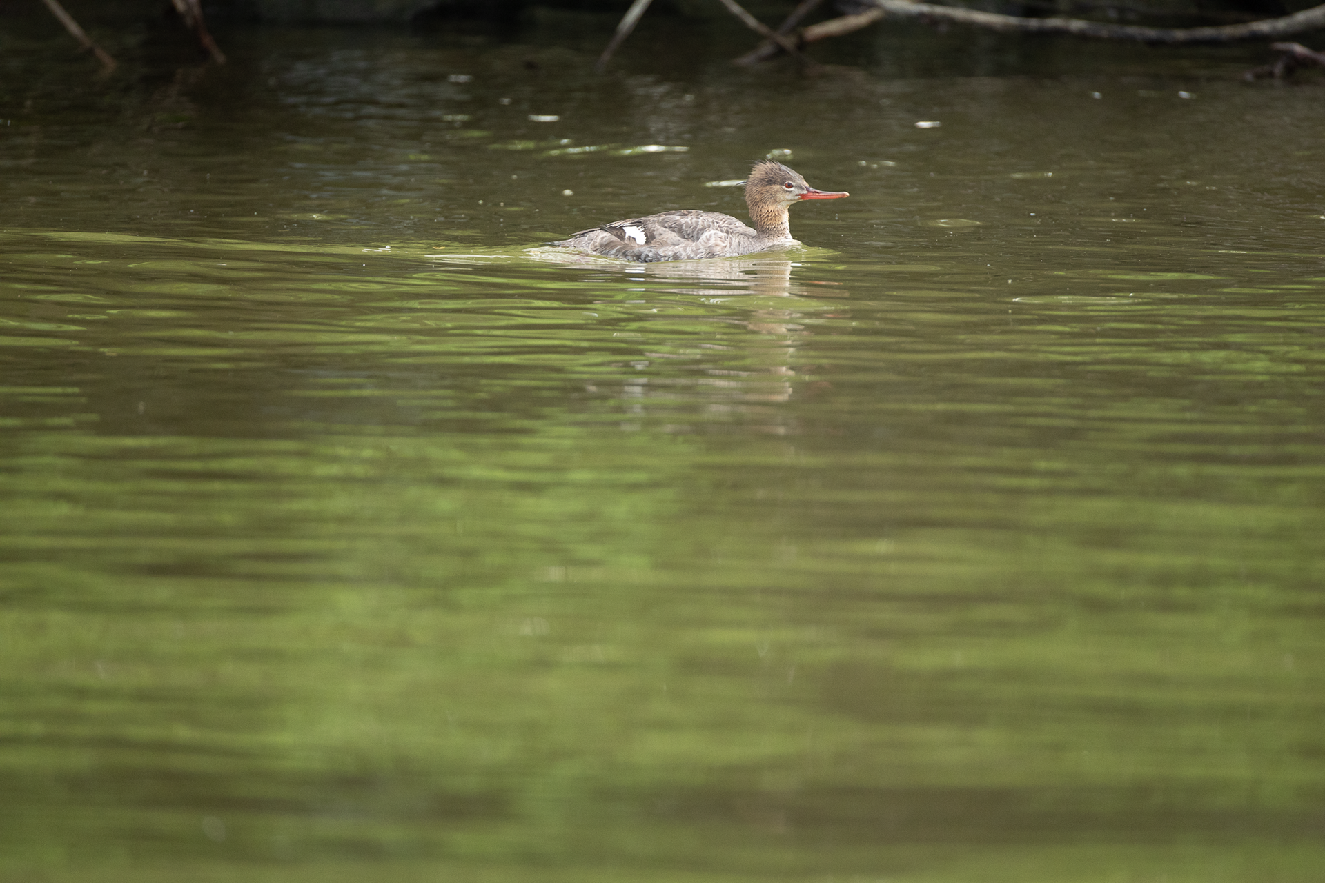 Hooded Merganser