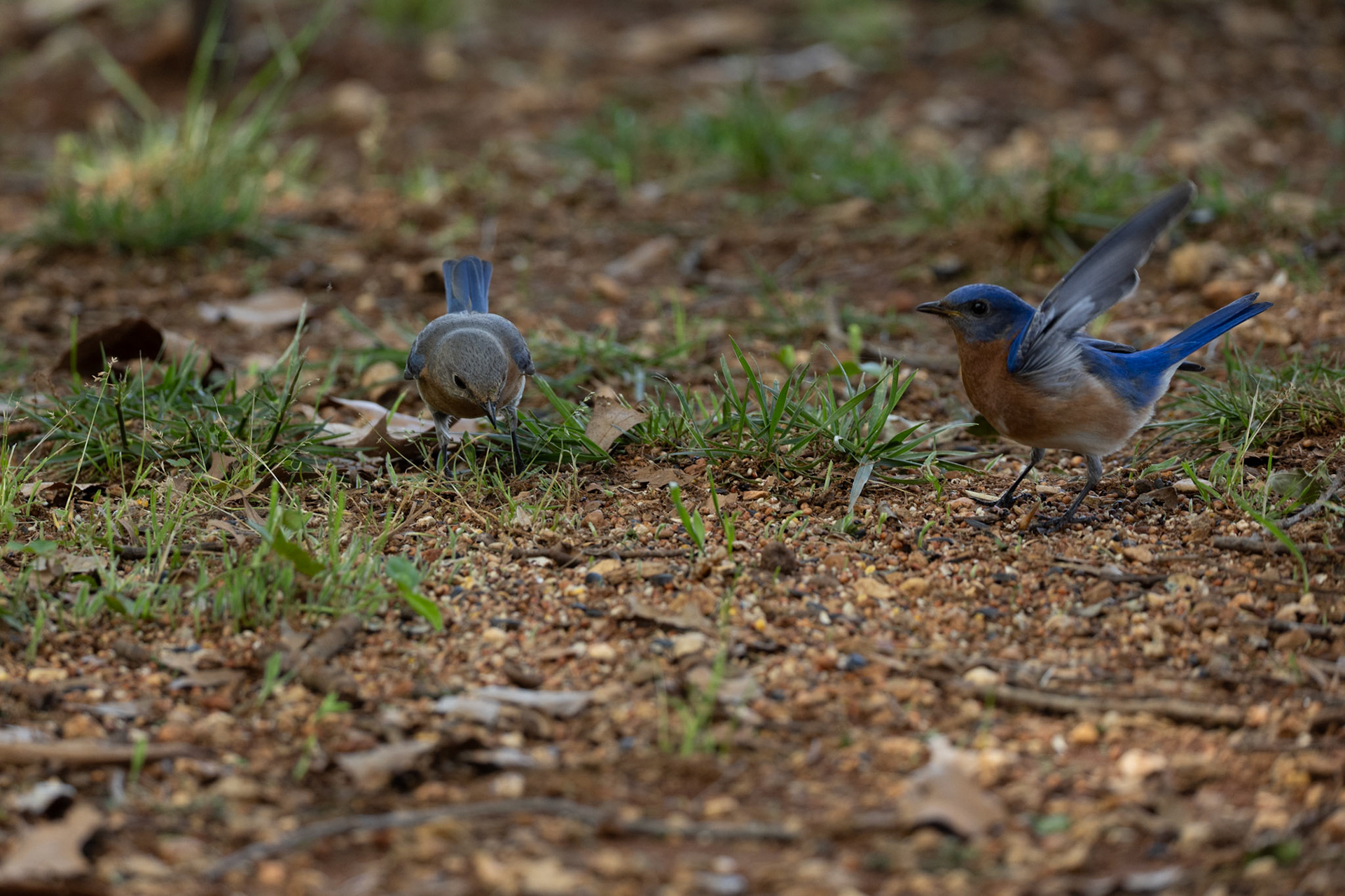 Female and Male Eastern Bluebirds