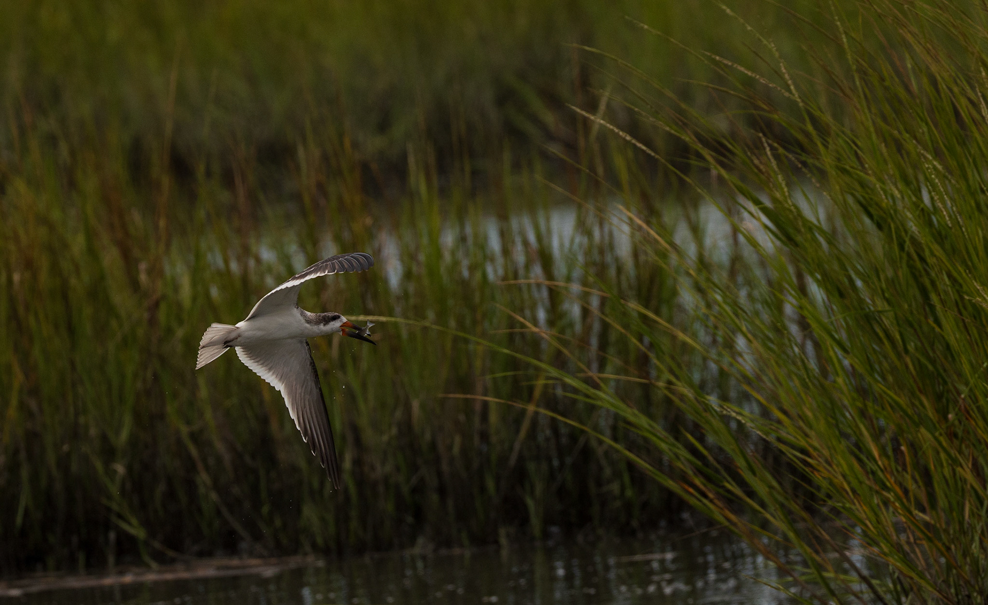 Black Skimmer