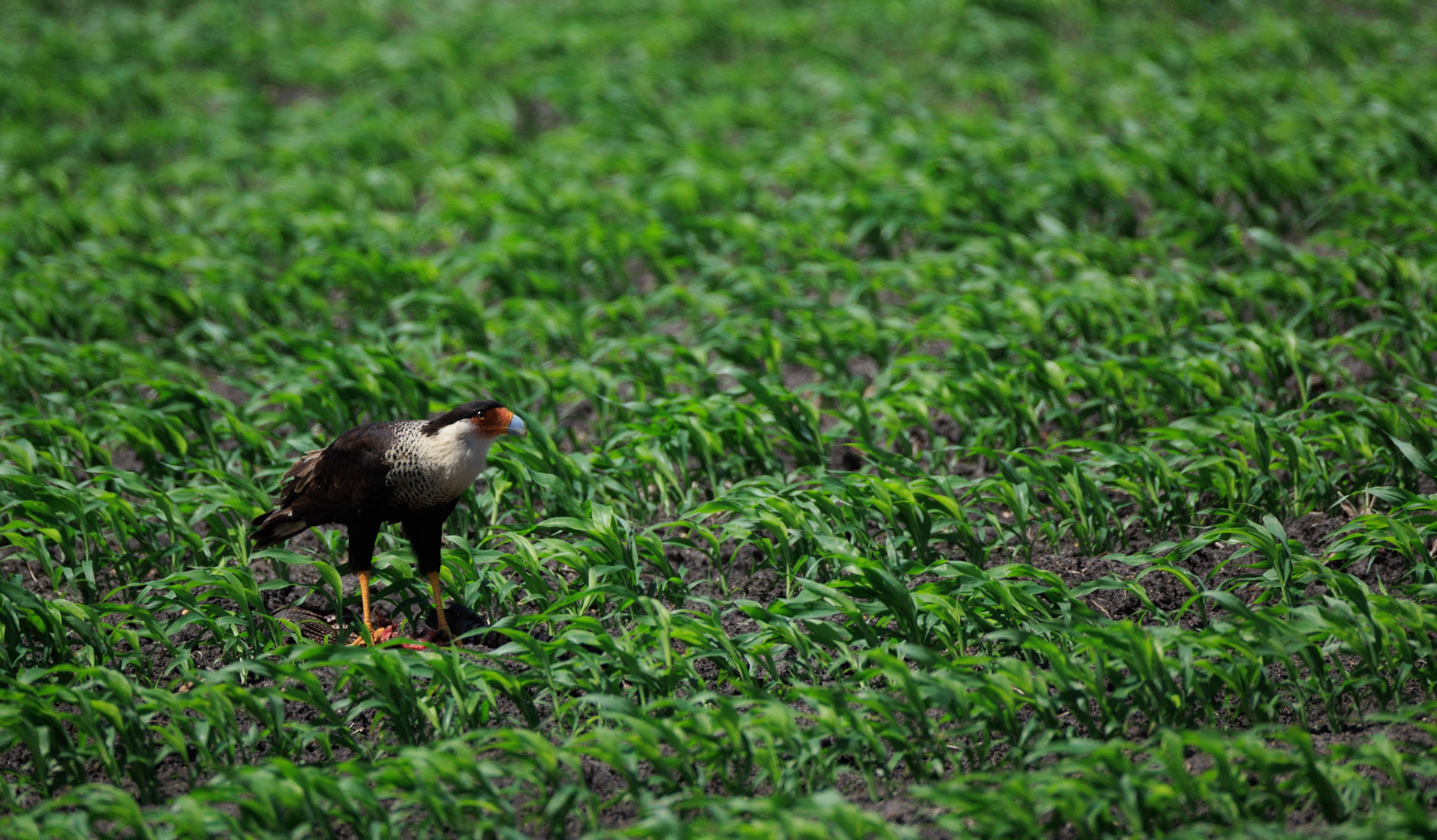 Crested Caracara