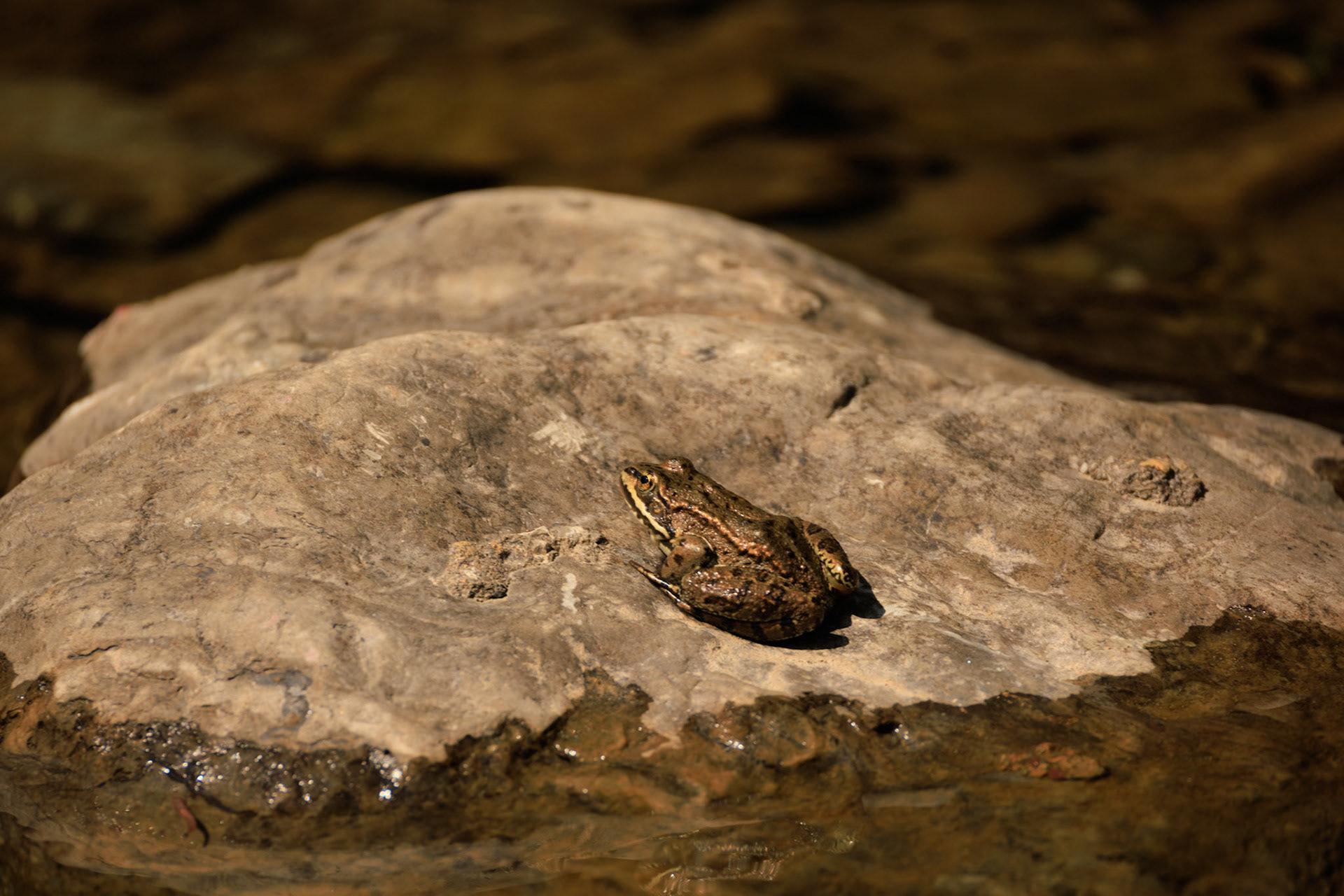 Northern Leopard Frog