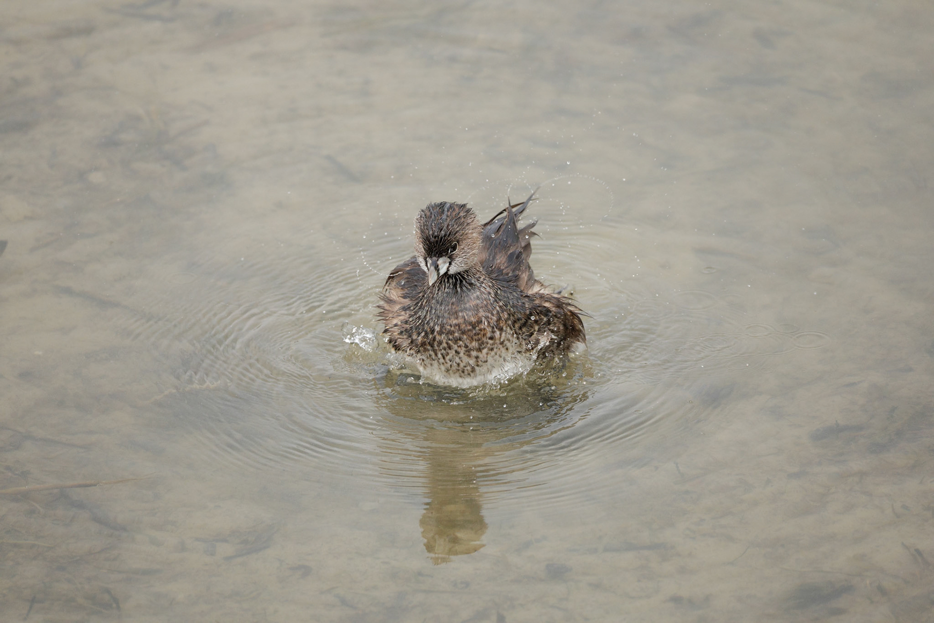 Pied-billed Grebe
