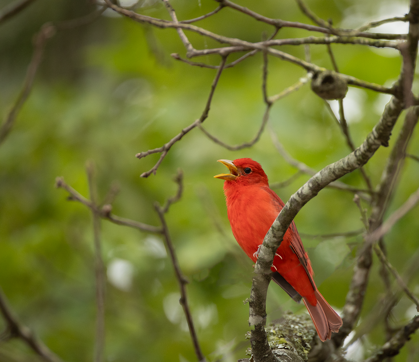 Male Summer Tanager