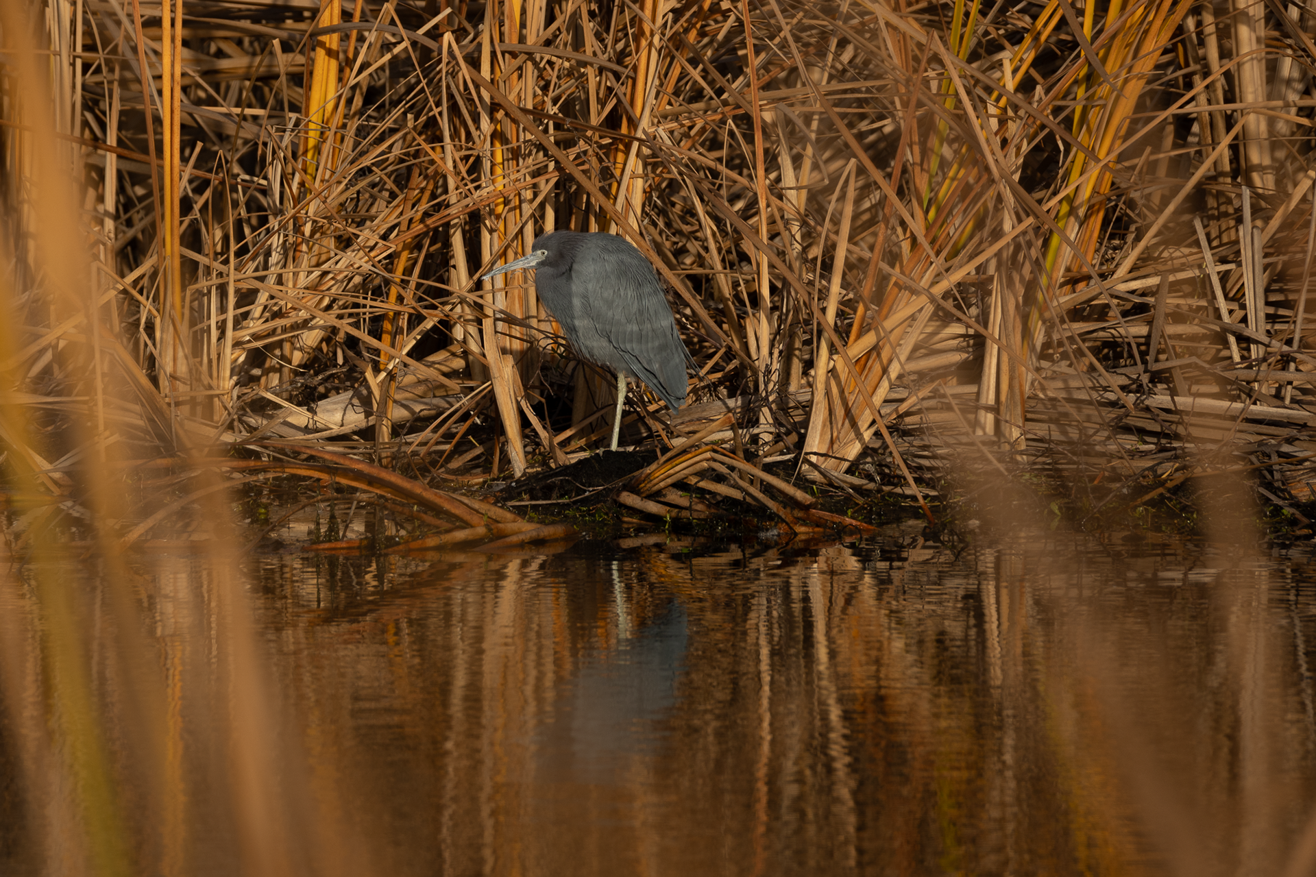 Little blue Heron