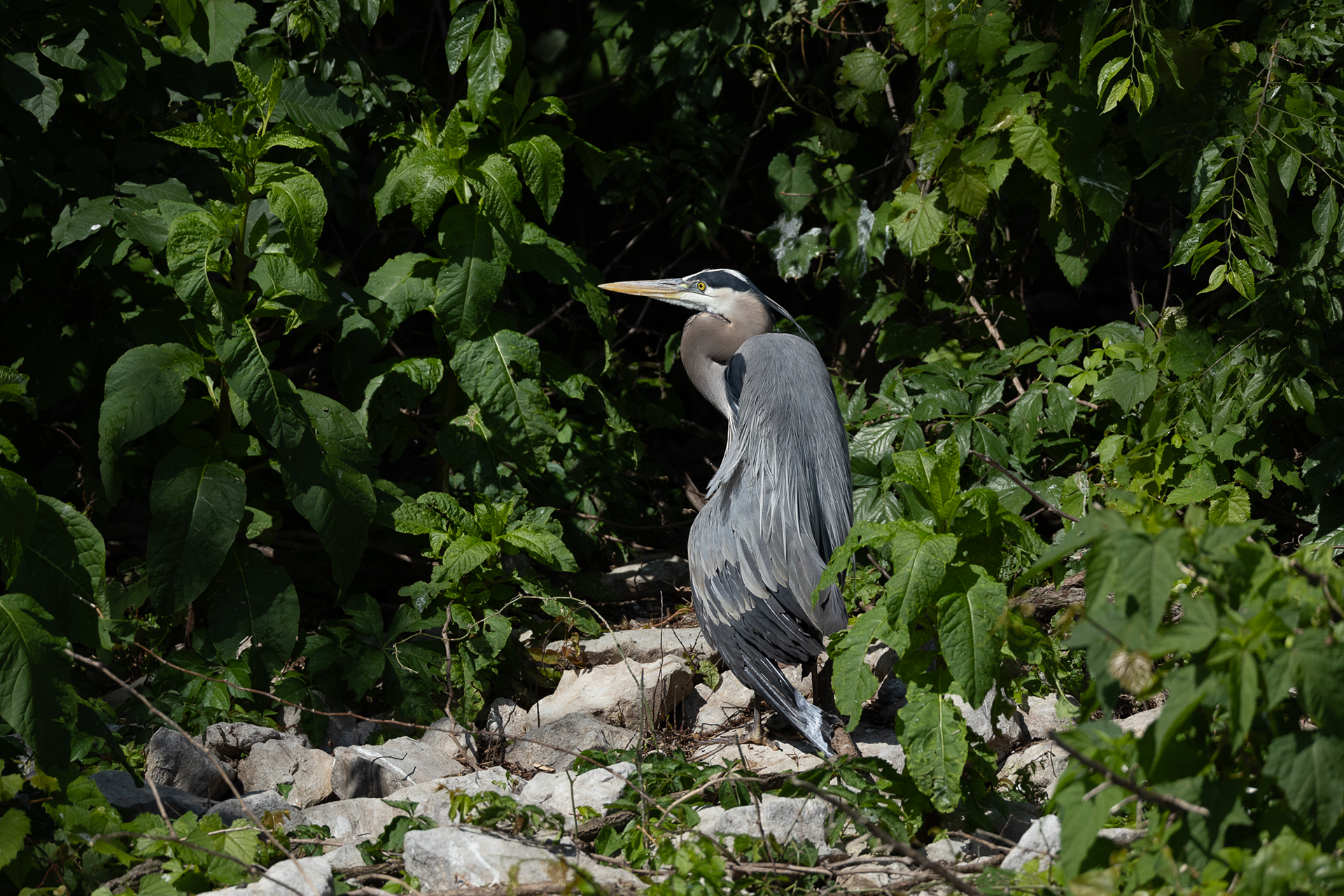 Great Blue Heron