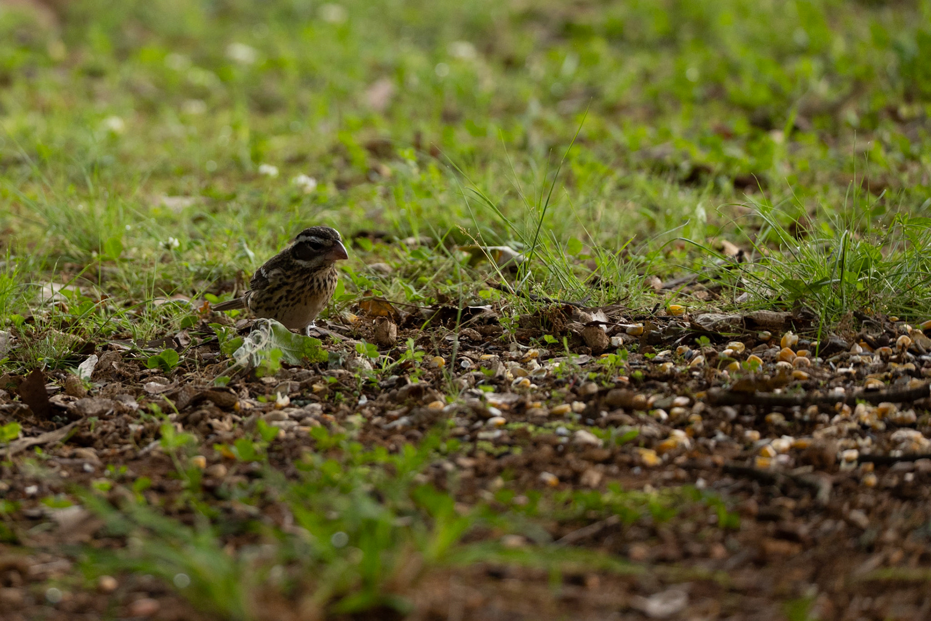 Female rose-breasted Grosbeak
