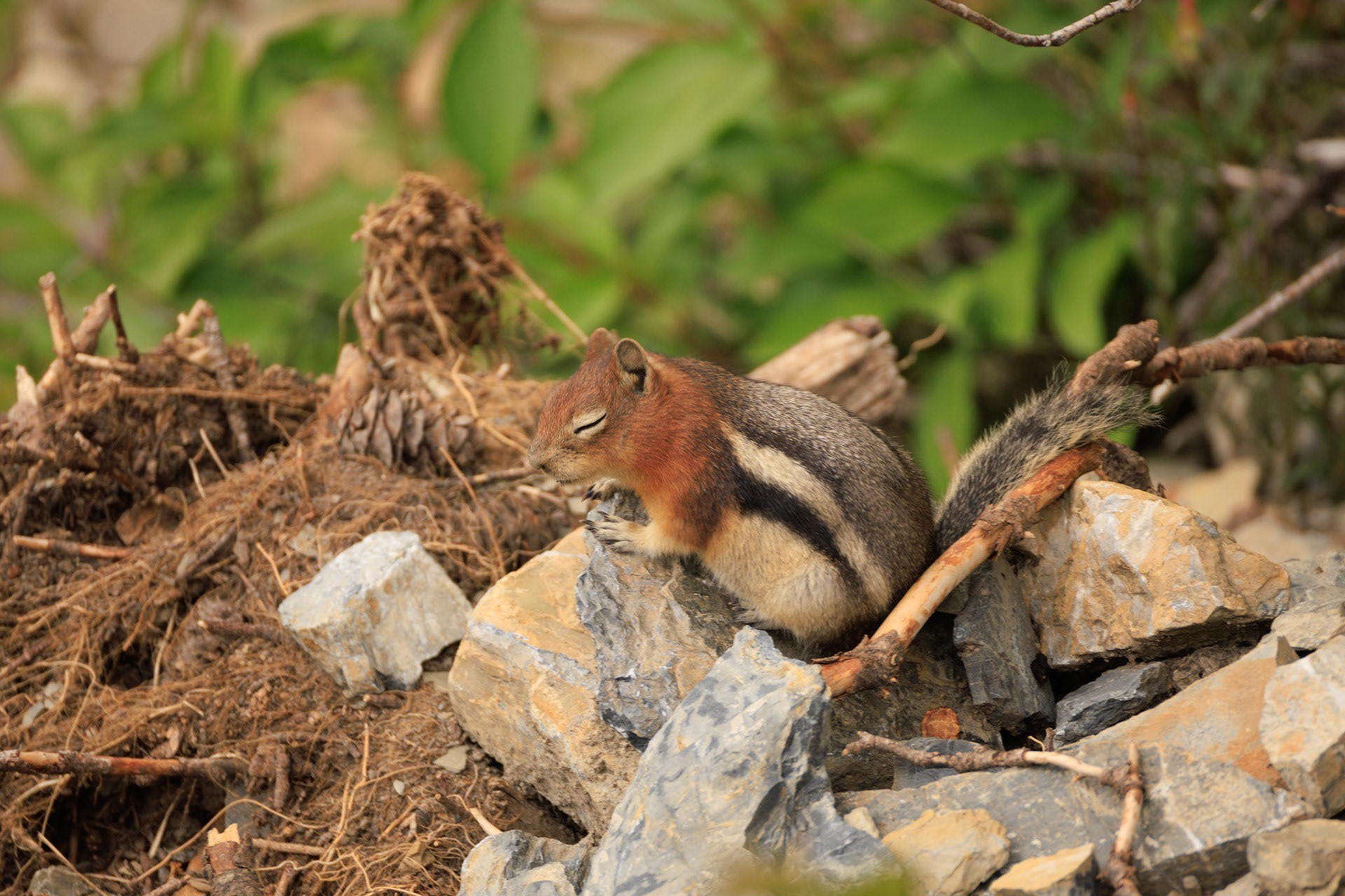 Yellow-pine chipmunk