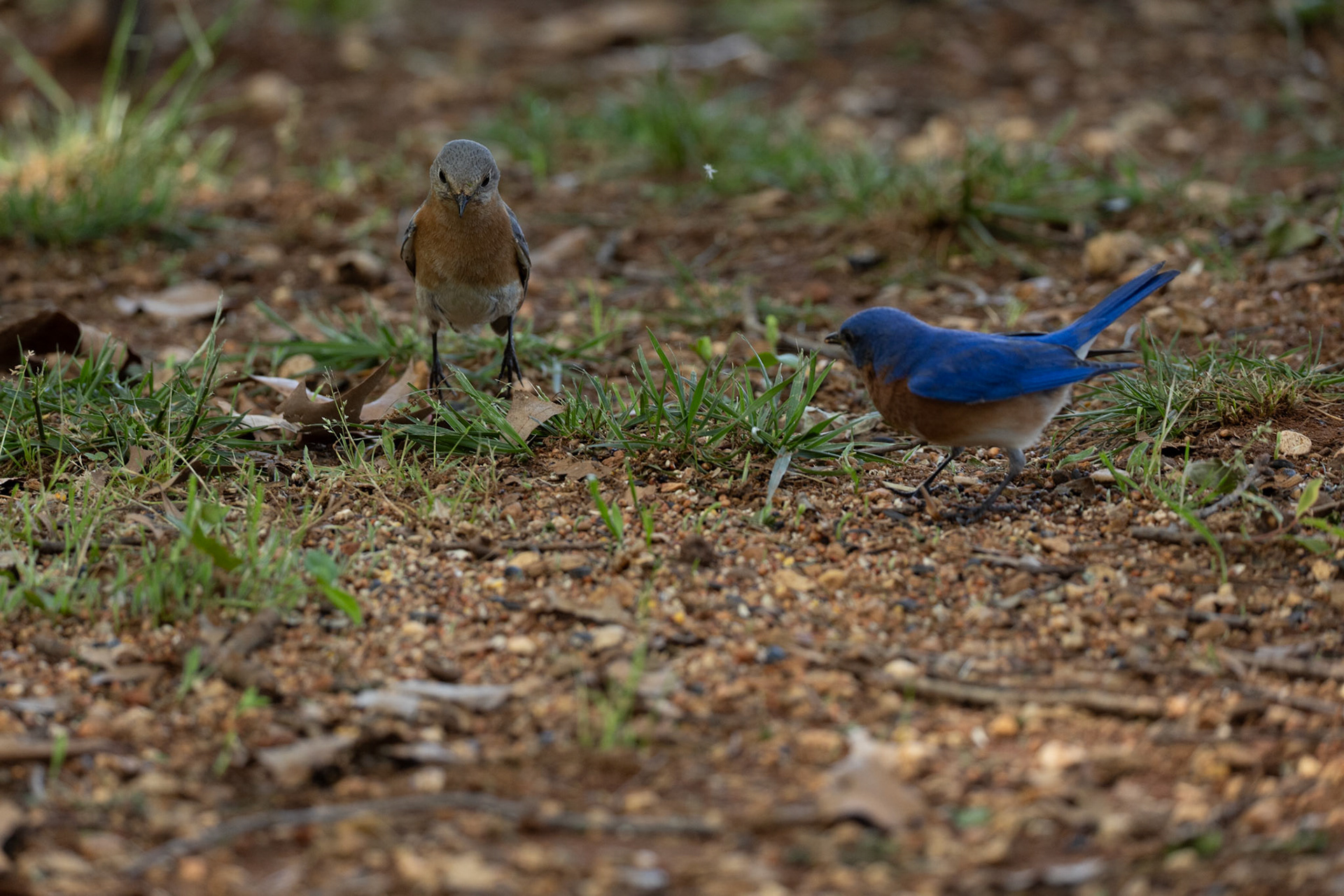 Female and Male Bluebirds