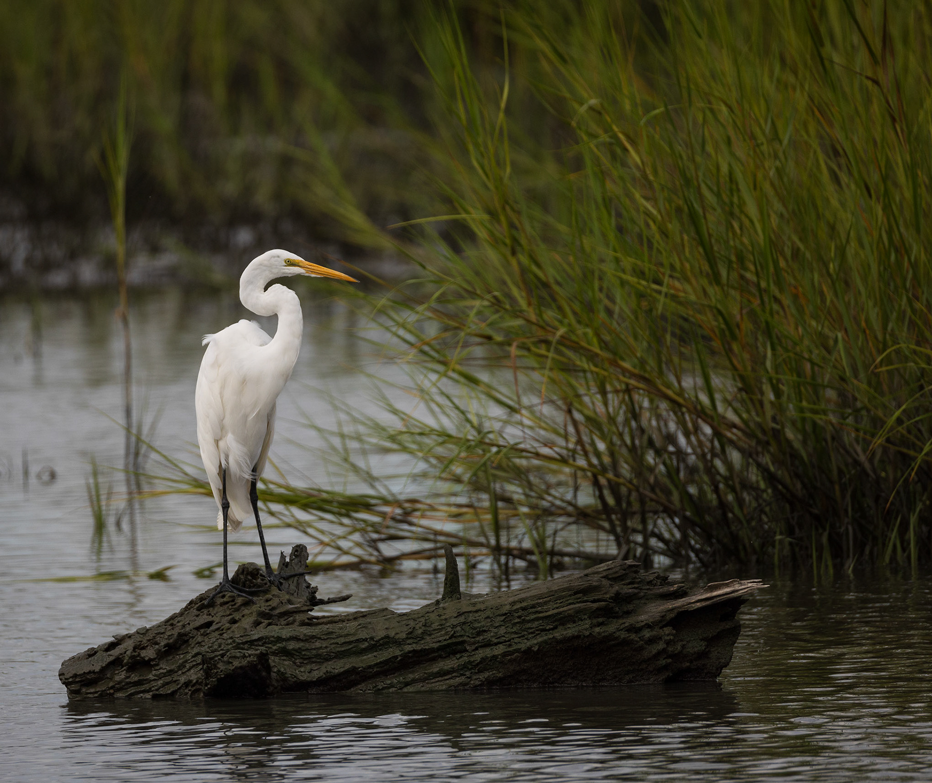 Great Egret