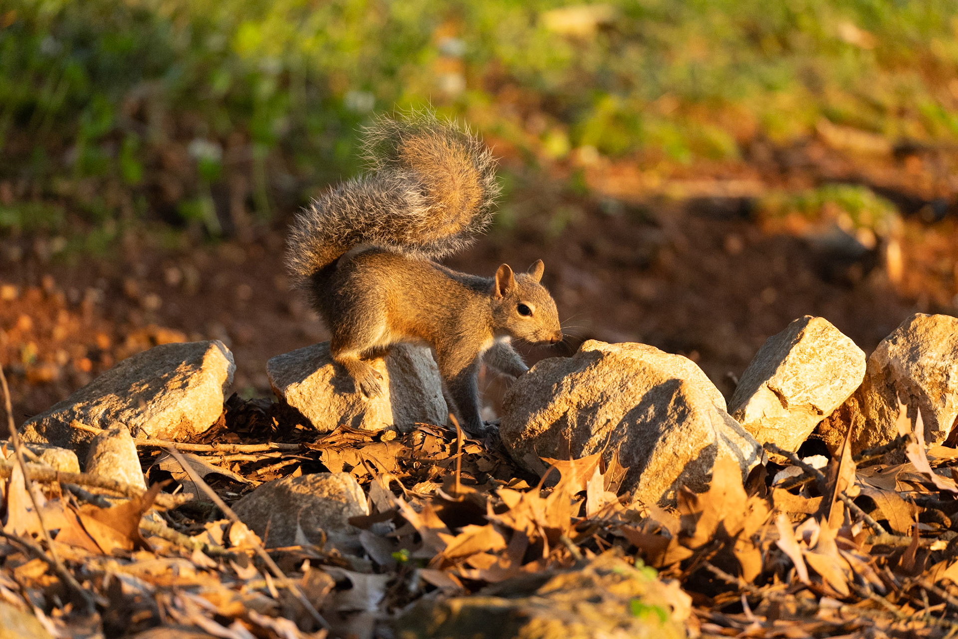 Gray Squirrel