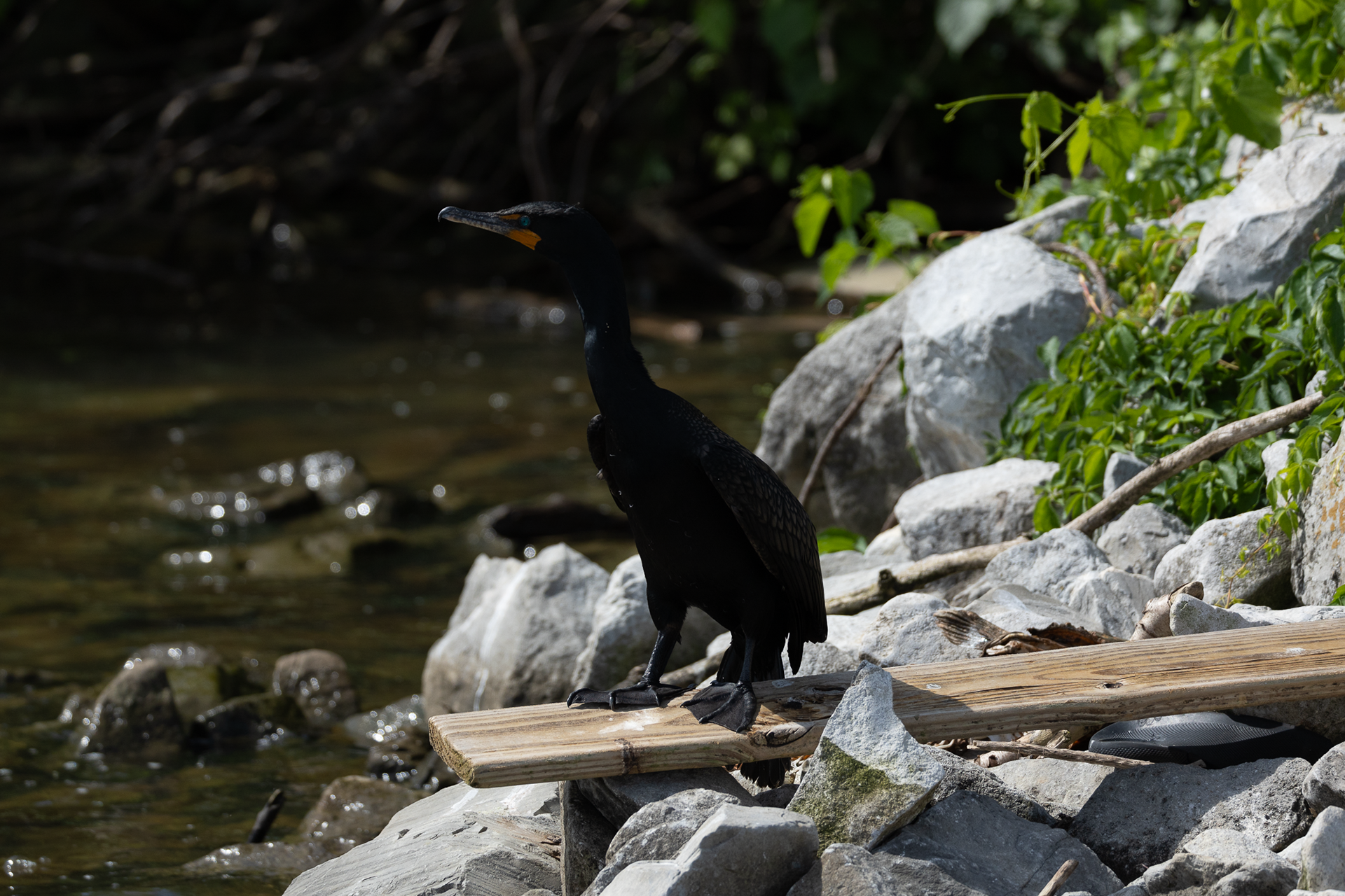 Cormorant