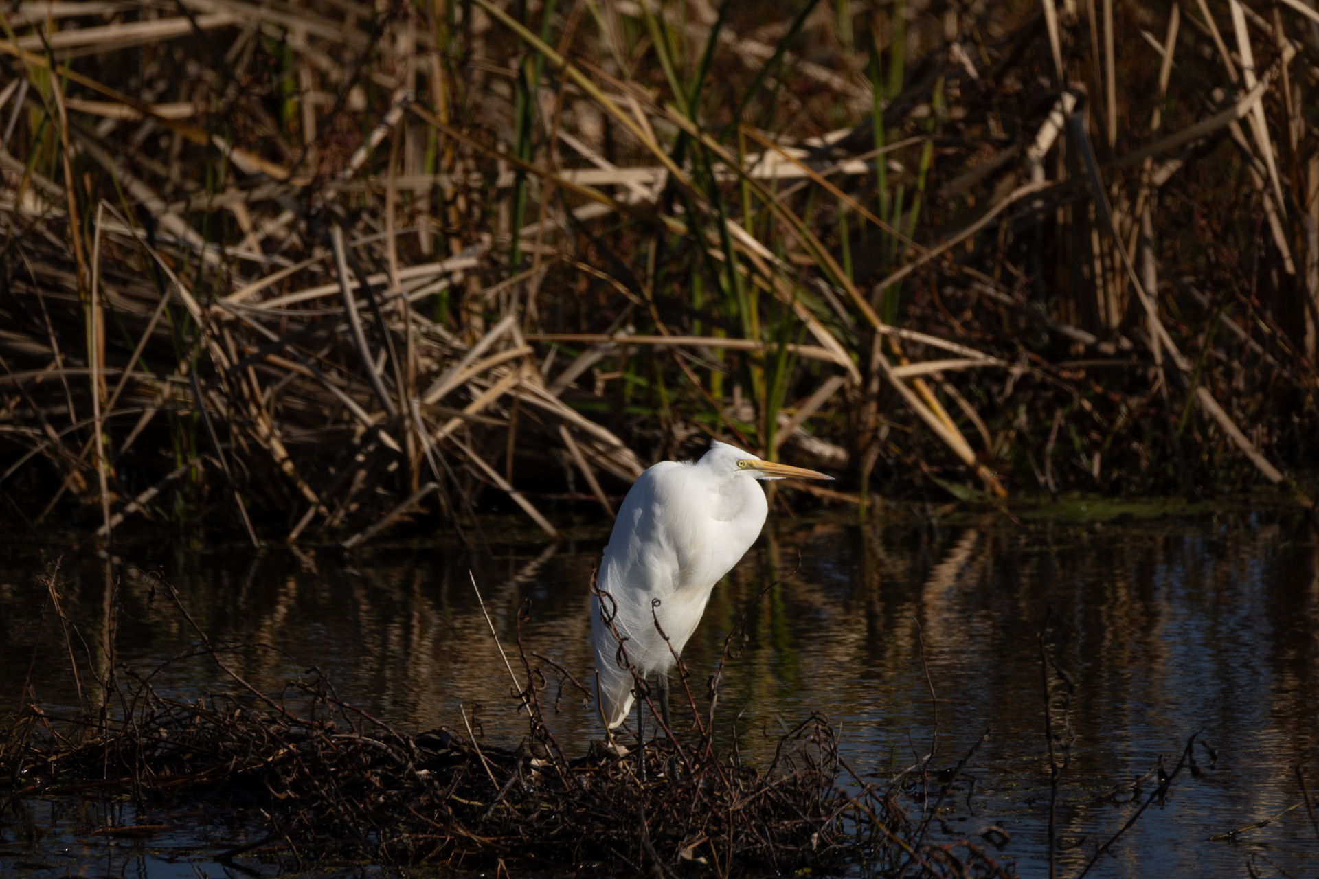 Great Egret