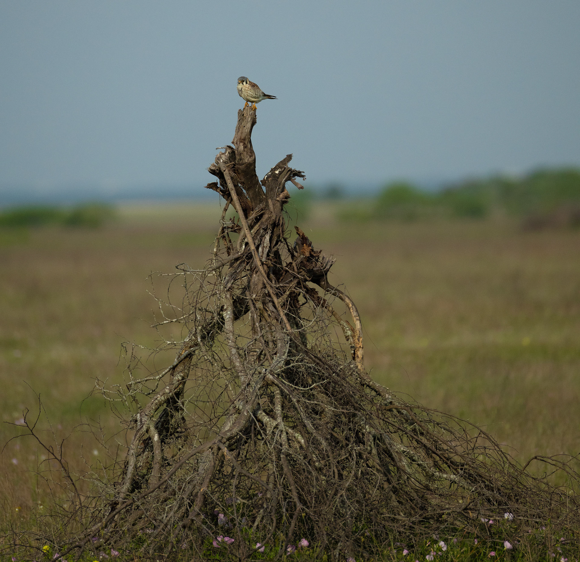 American Kestrel
