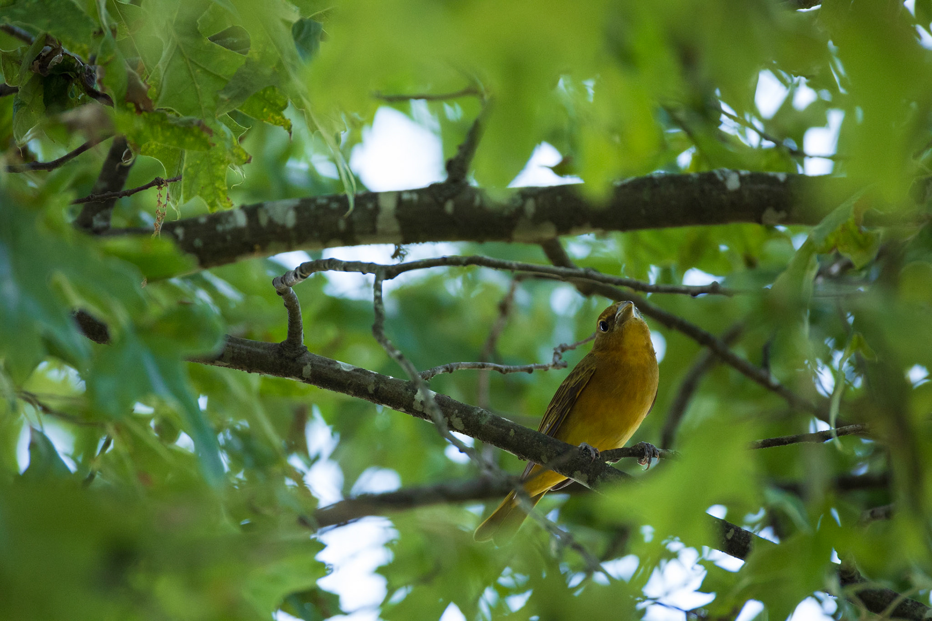 Female Summer Tanager