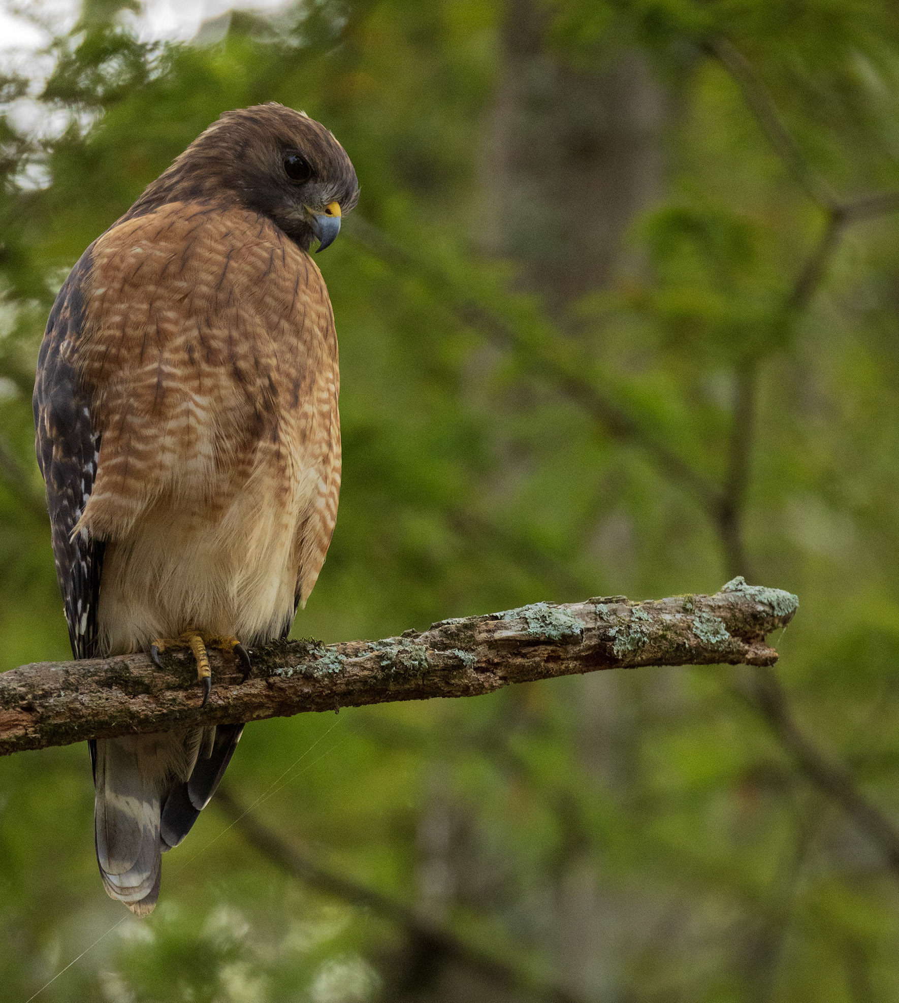 Red-shouldered Hawk