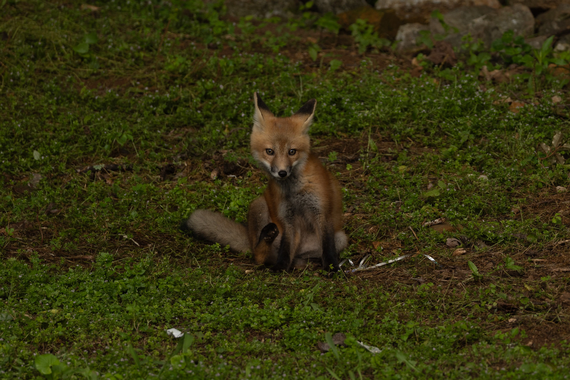 Baby Fox Kit