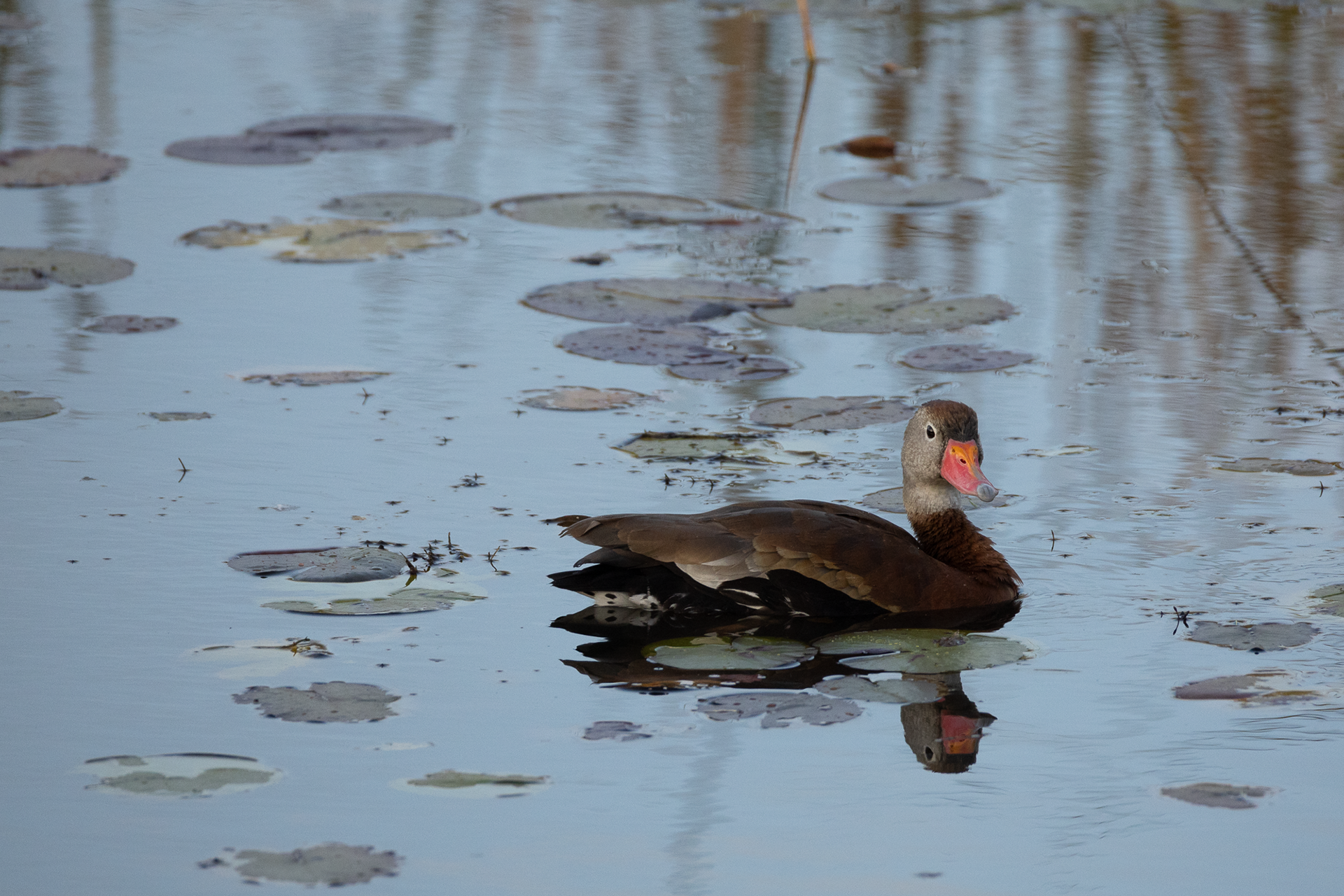 Black-bellied Whistling Duck