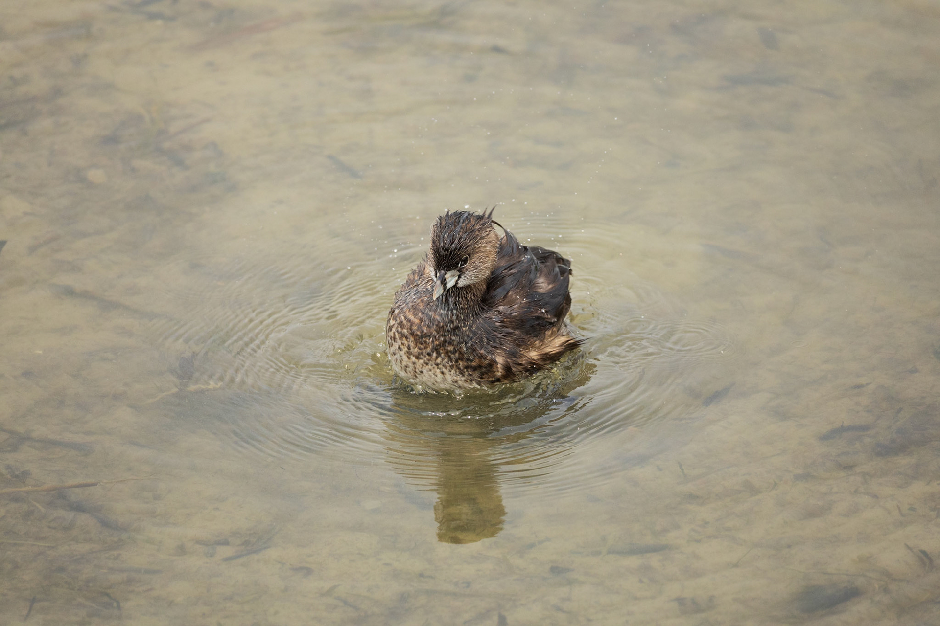 Pied-billed Grebe