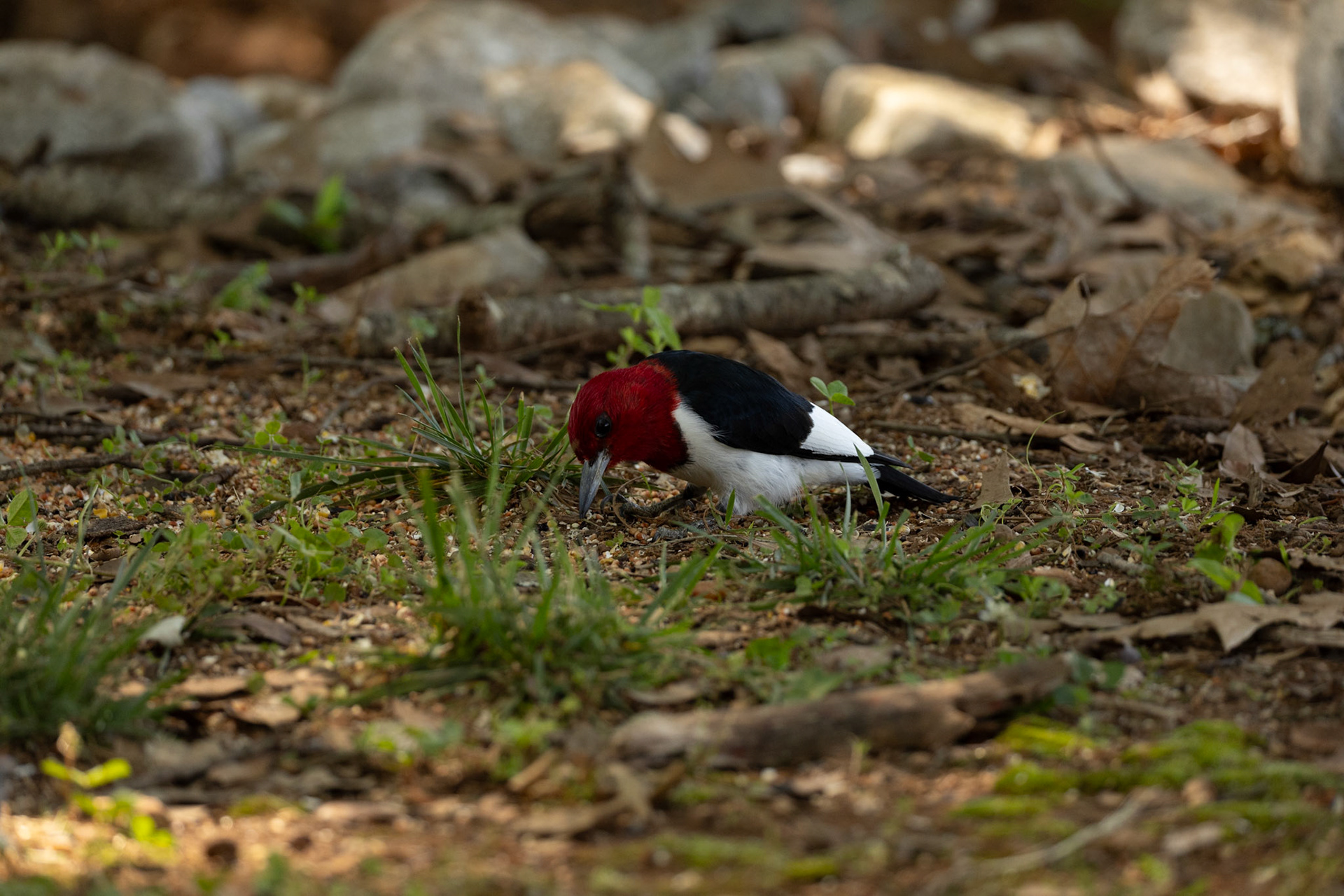 Red headed Woodpecker