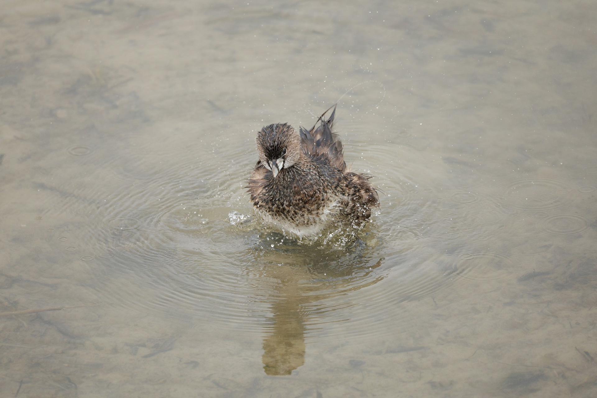 Pied-billed Grebe