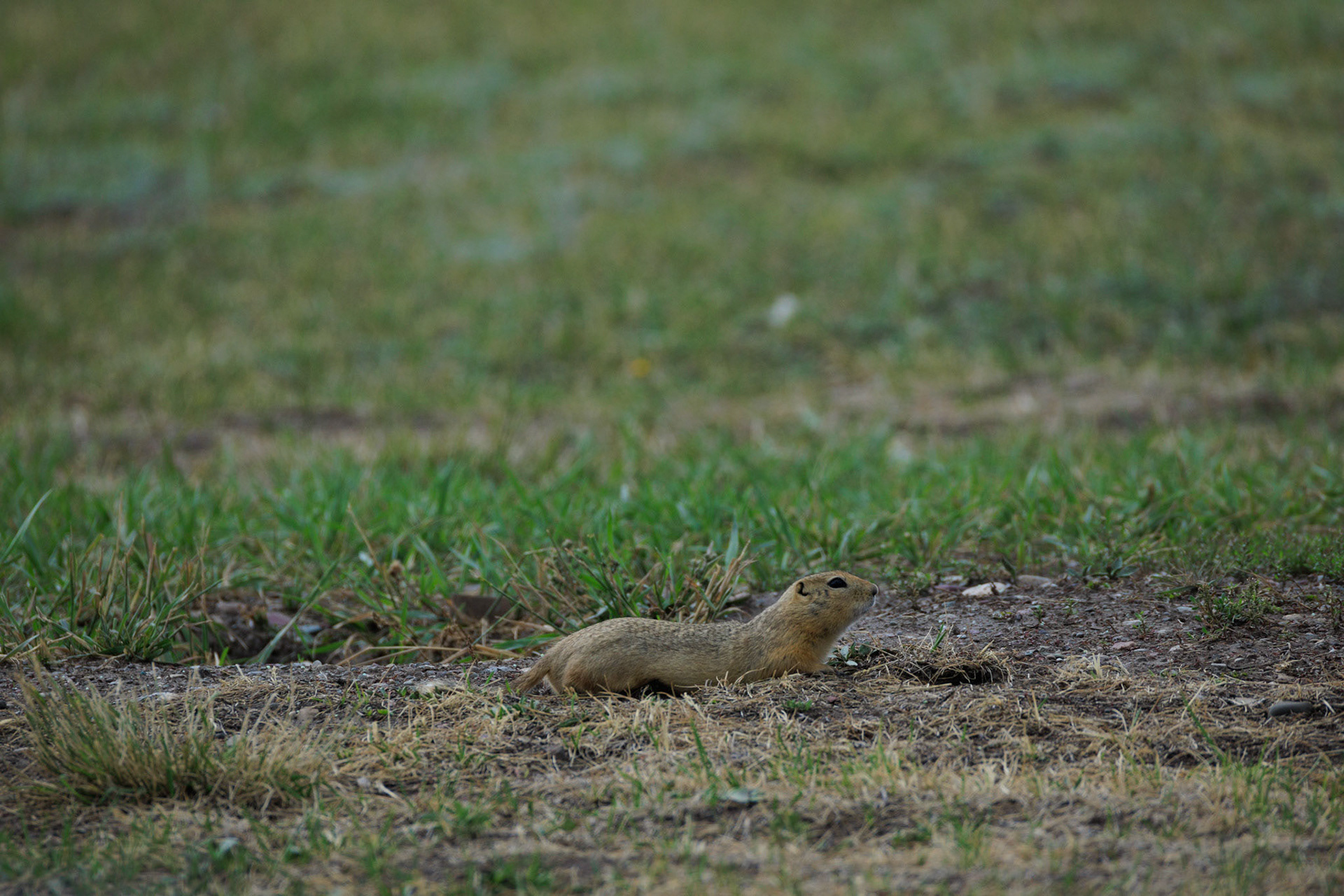 Richardson's Ground Squirrel
