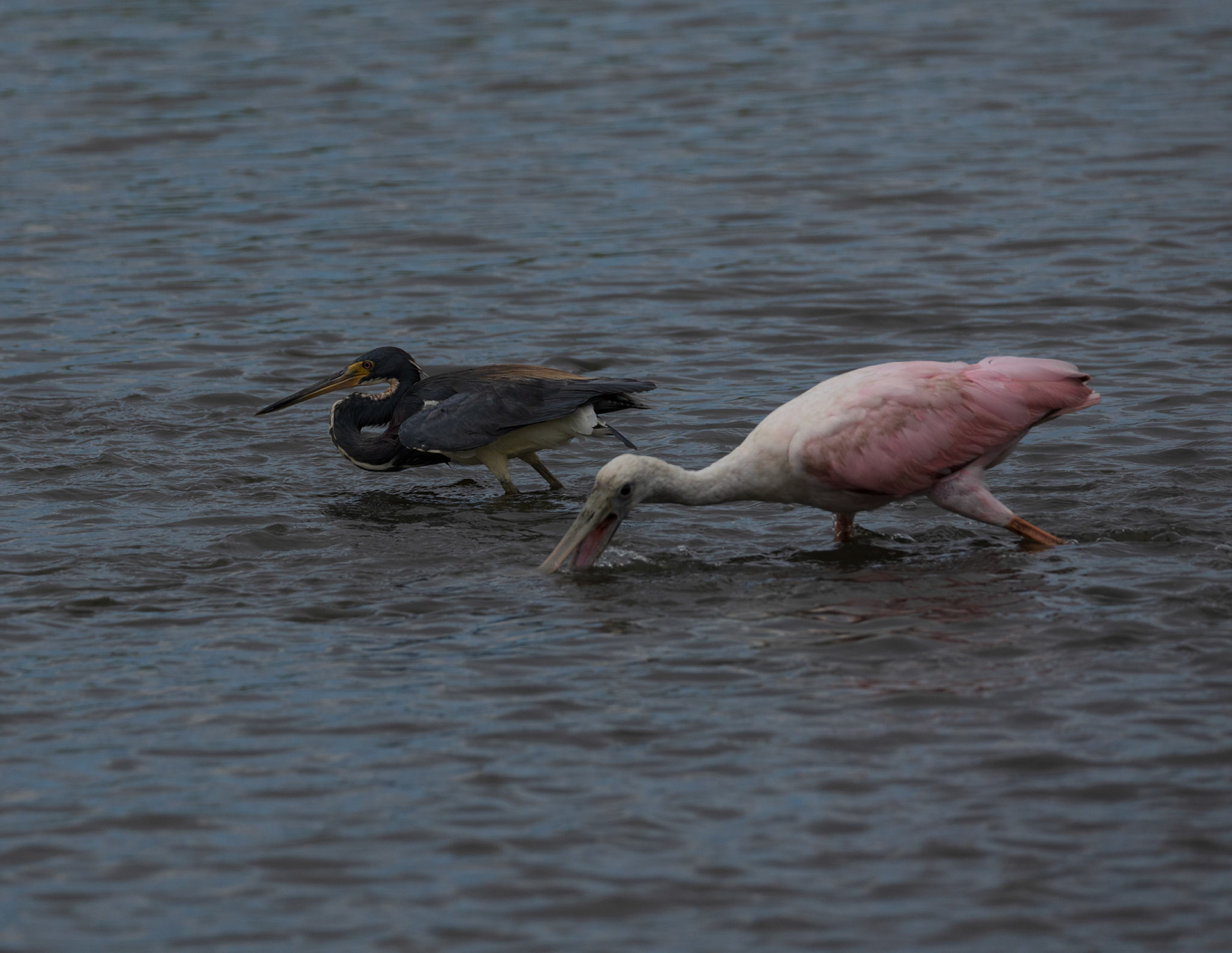 Tri-colored Heron and Roseate Spponbill