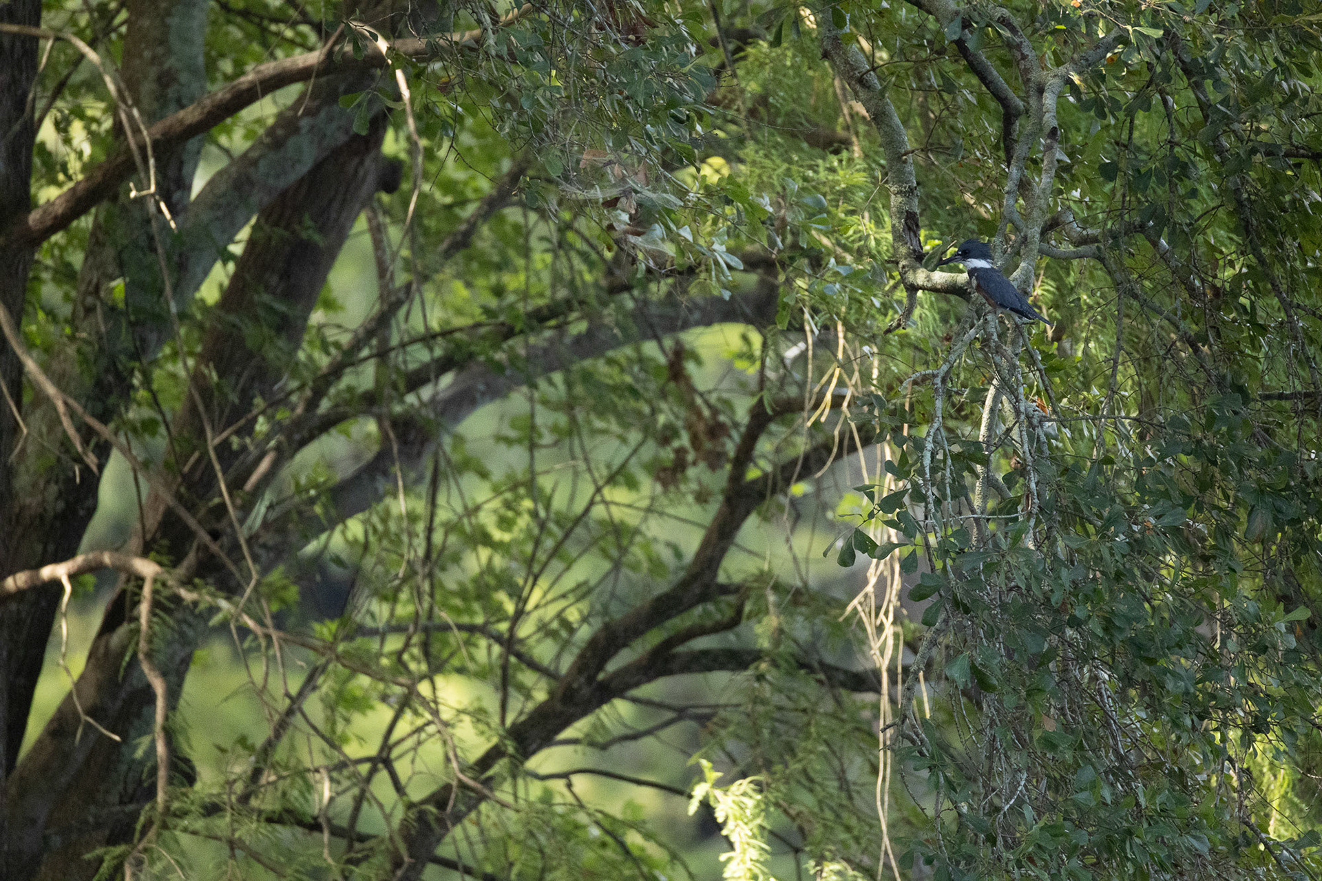 Belted-Kingfisher