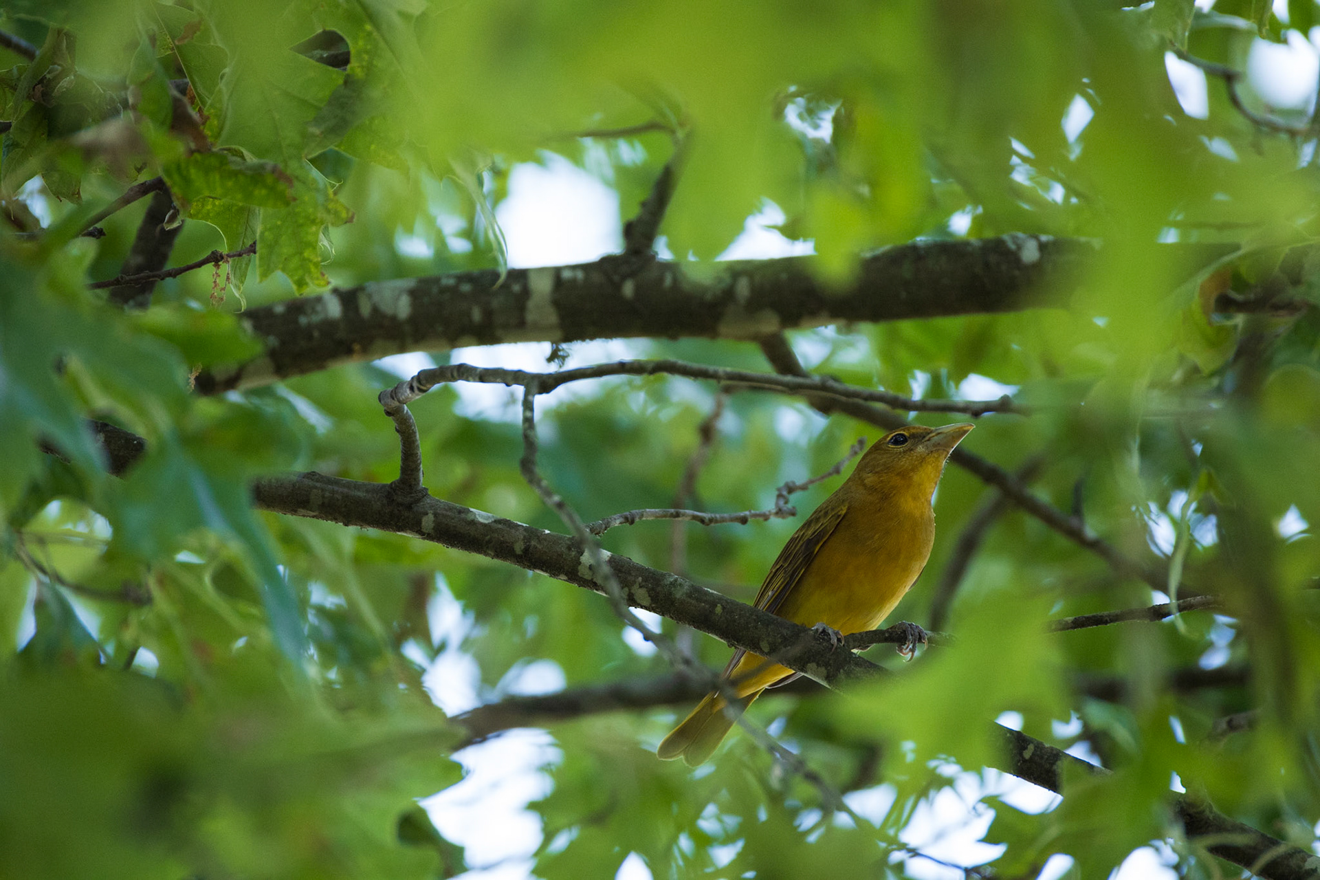 Female Summer Tanager