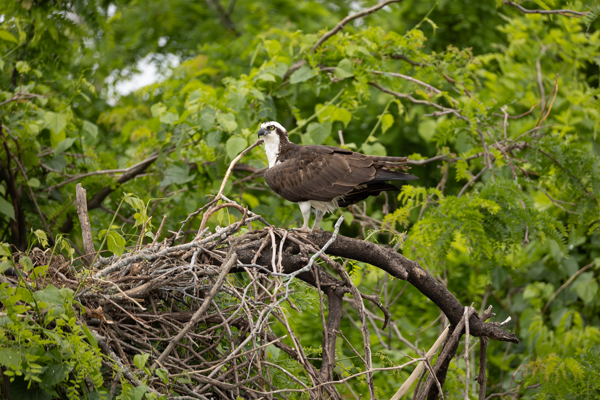 Osprey