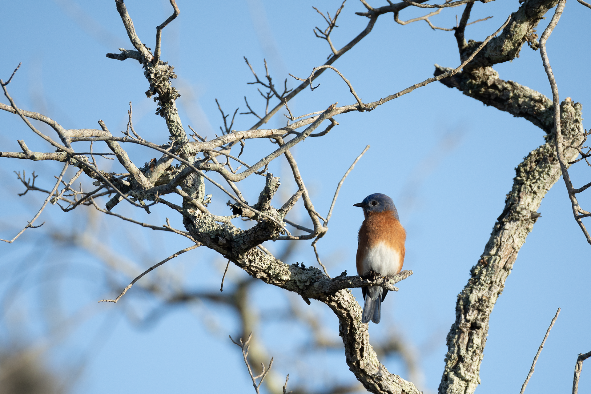 Male blue bird