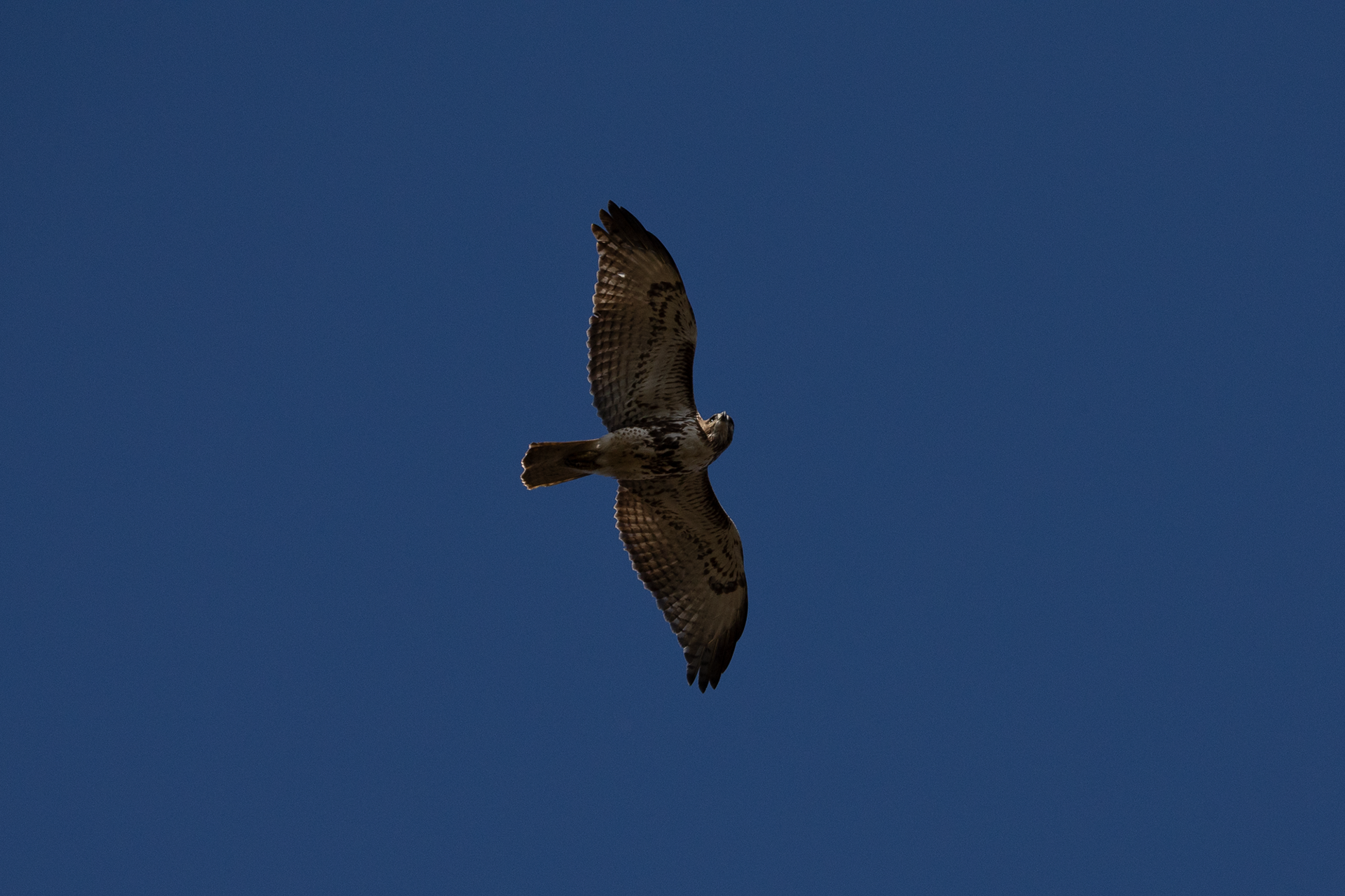 Red-tailed Hawk