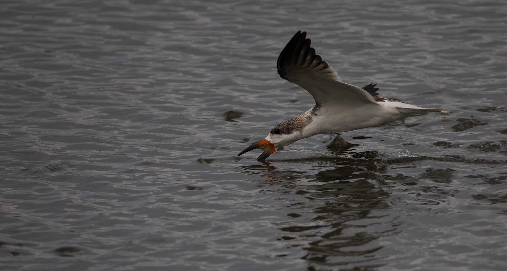 Black Skimmer