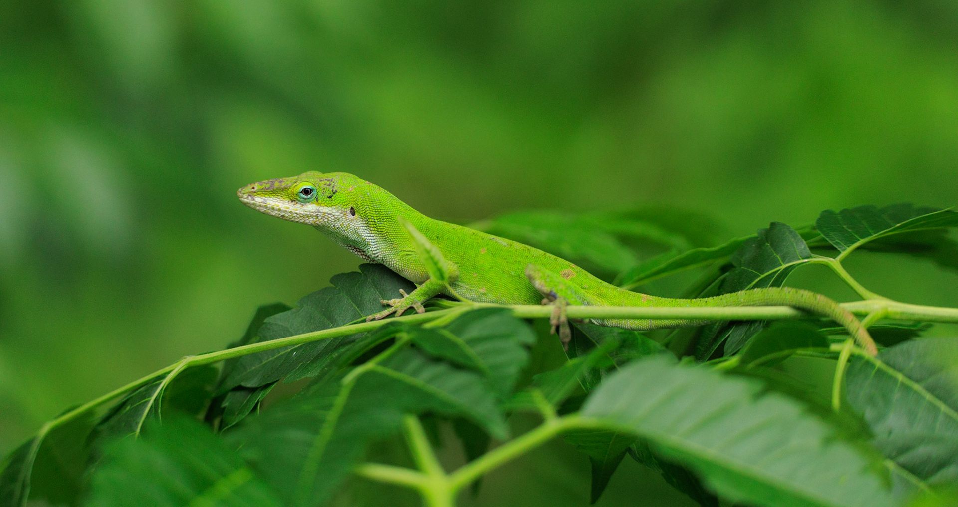 Green Anole Lizard