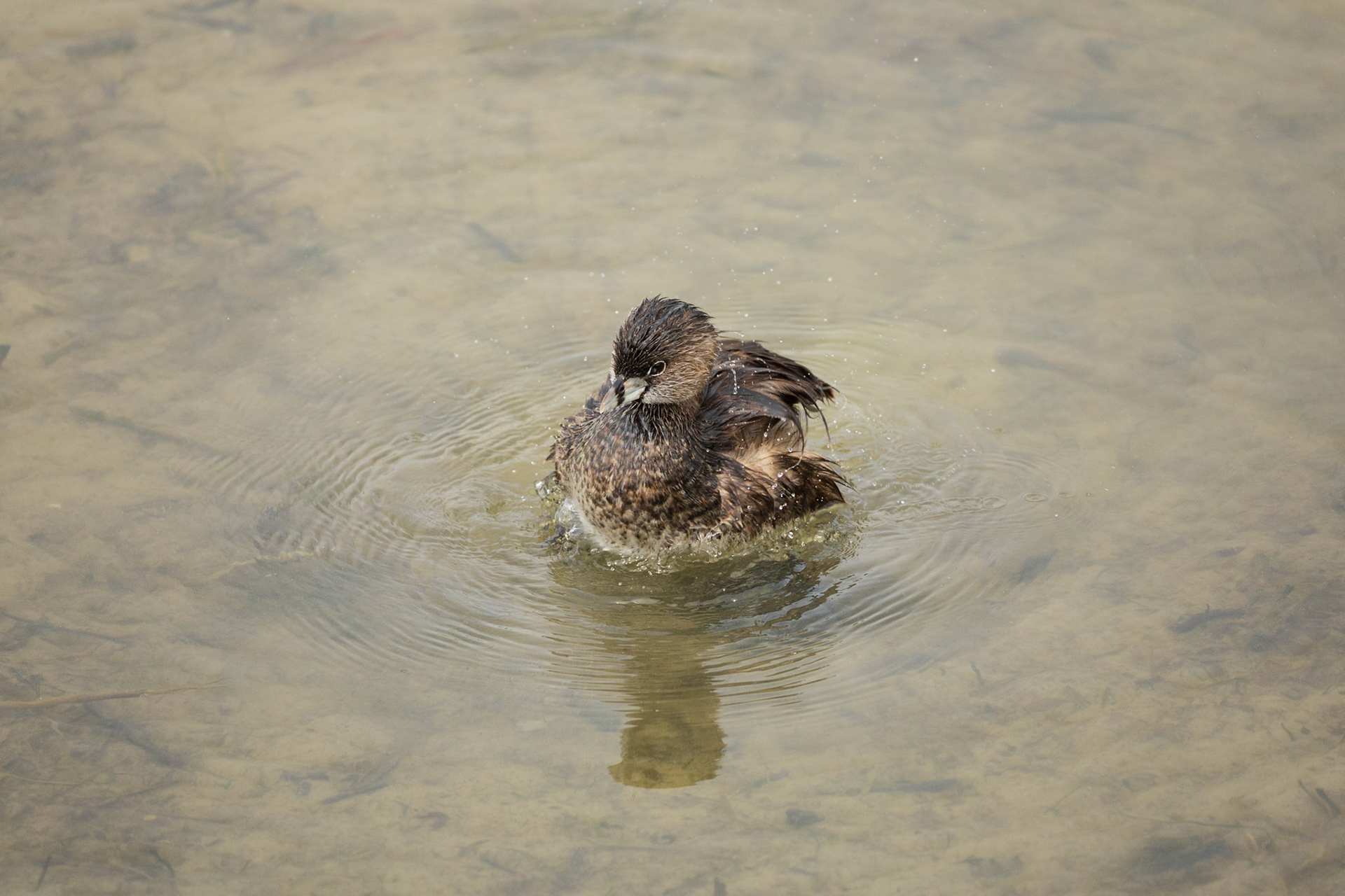 Pied-billed Grebe