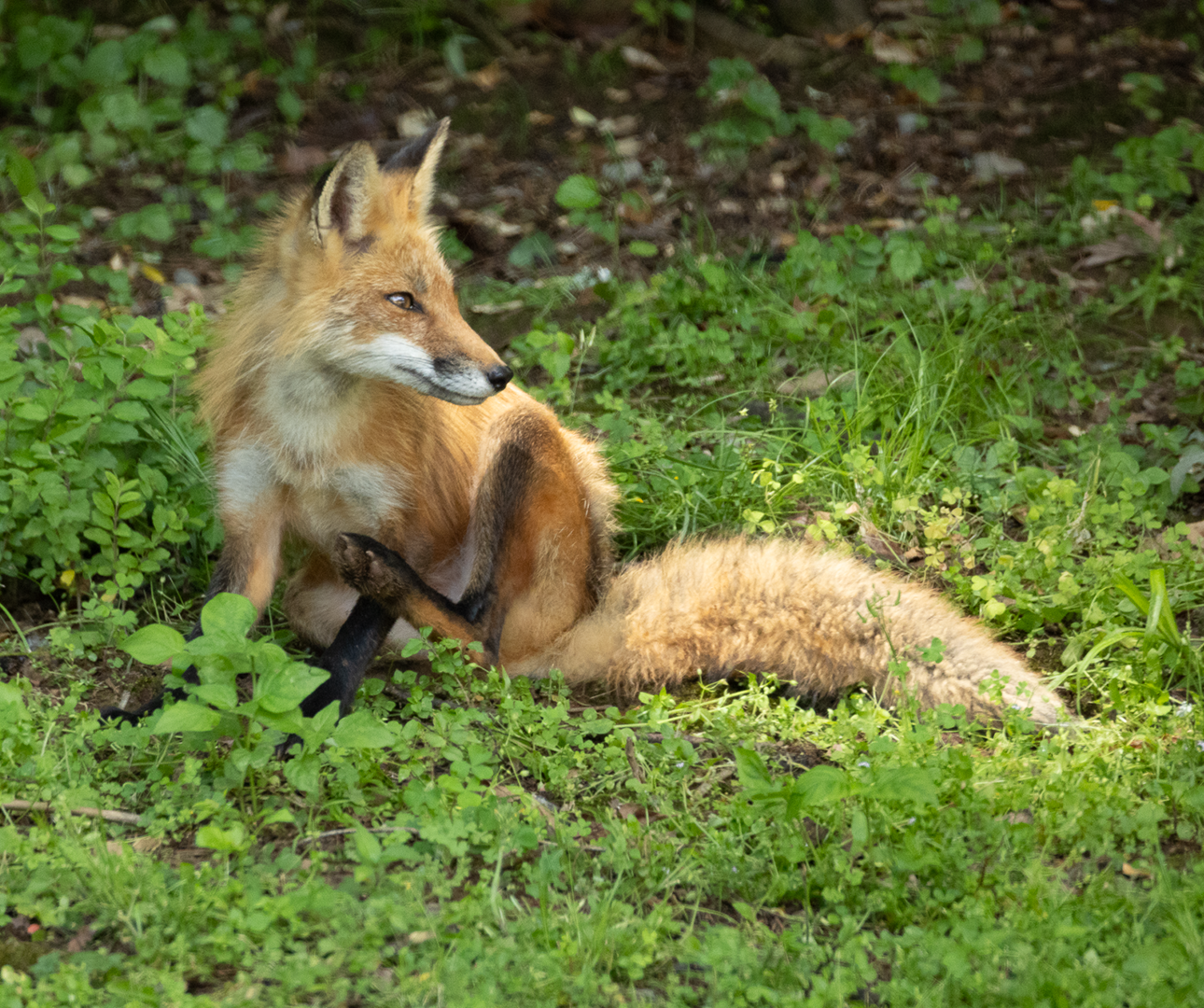 Red Fox