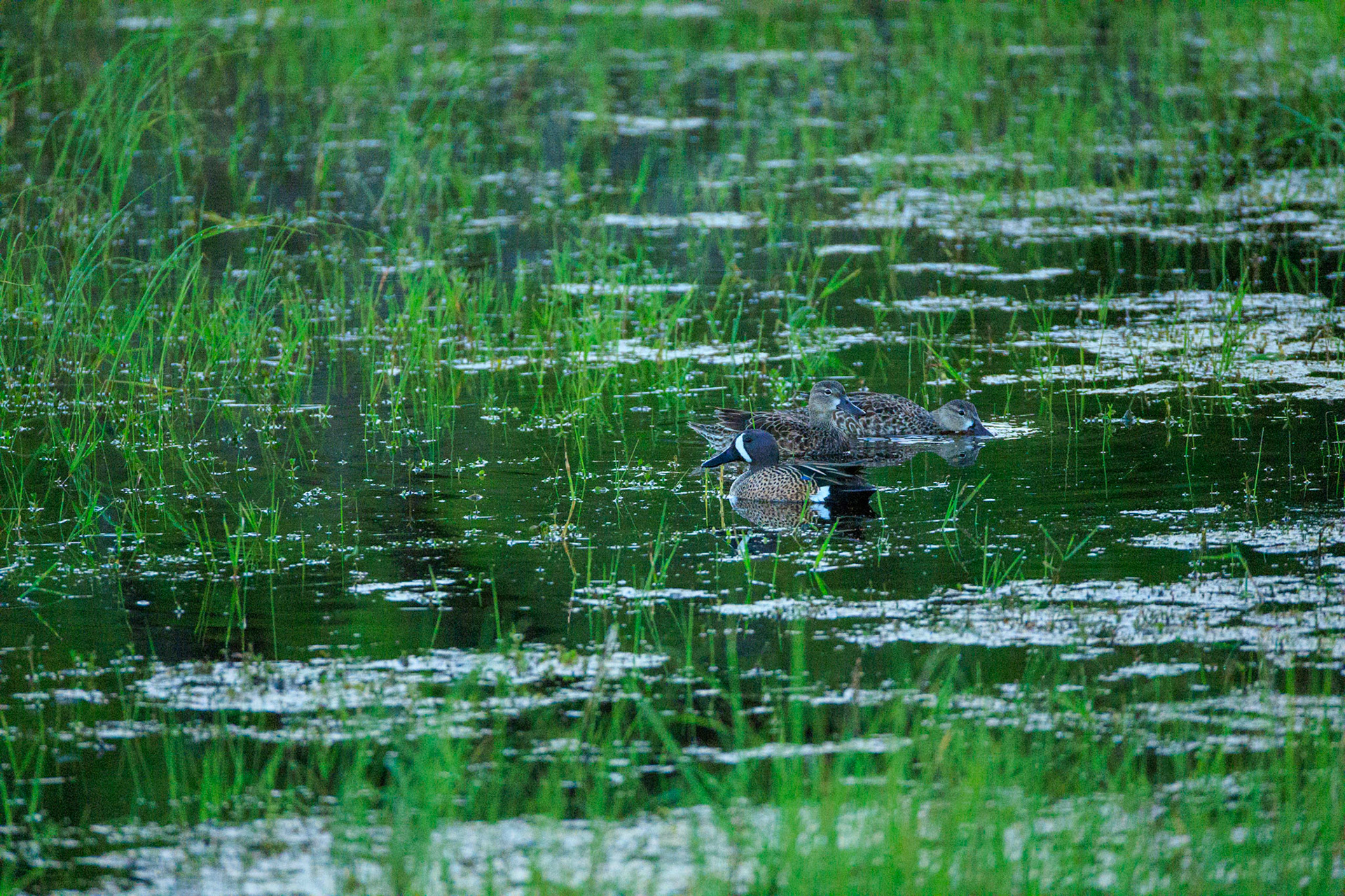Blue-winged Teal
